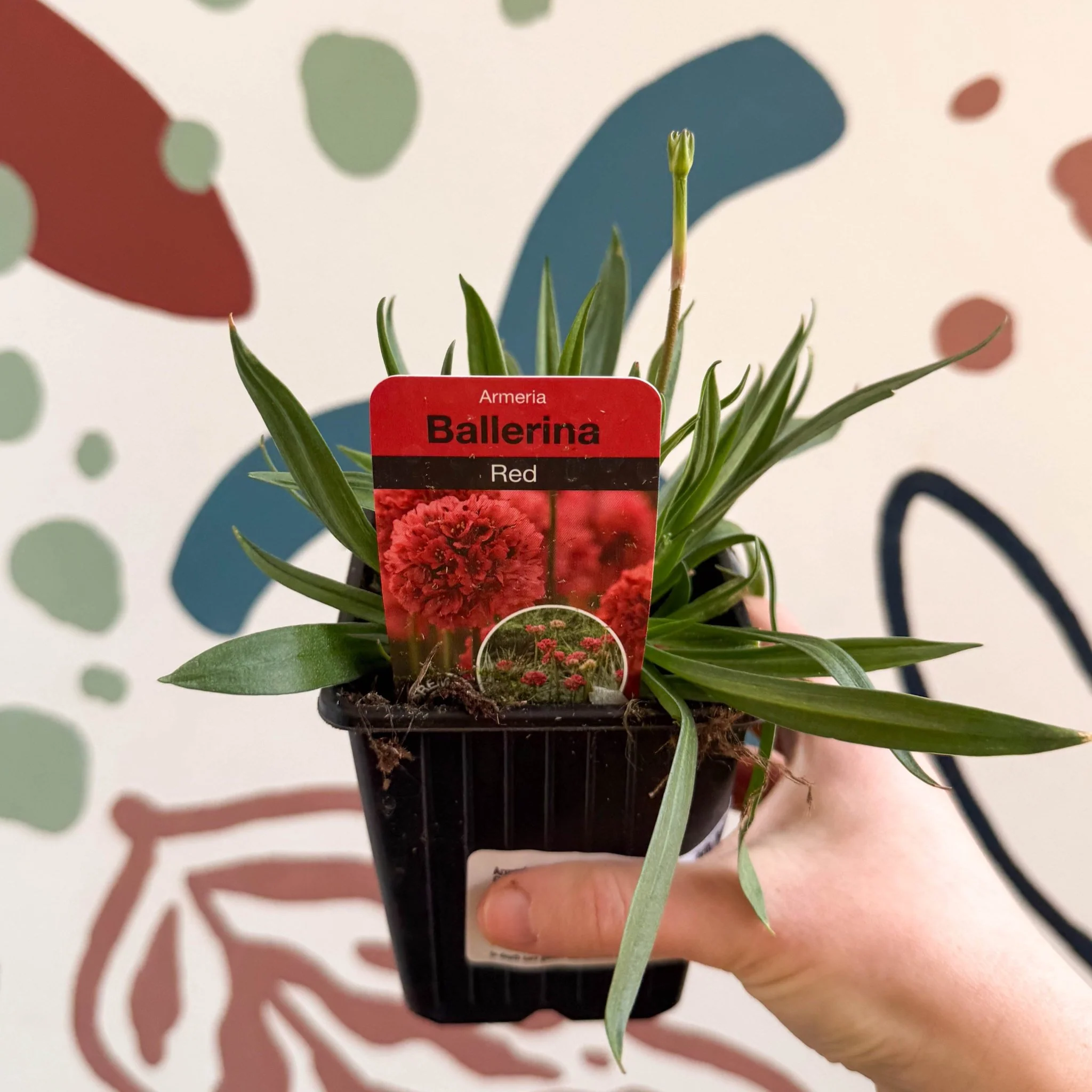 Armeria pseudarmeria 'Ballerina Red' - Sea Thrift - British Grown Evergreen Perennial Alpine