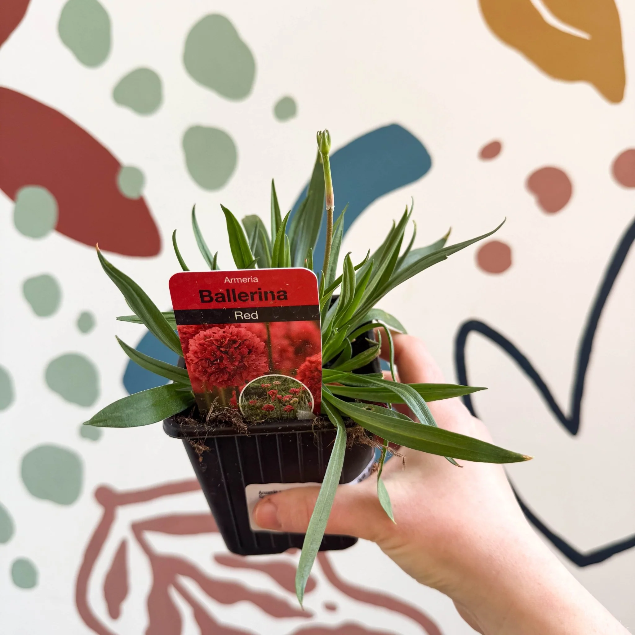 Armeria pseudarmeria 'Ballerina Red' - Sea Thrift - British Grown Evergreen Perennial Alpine - Image 4