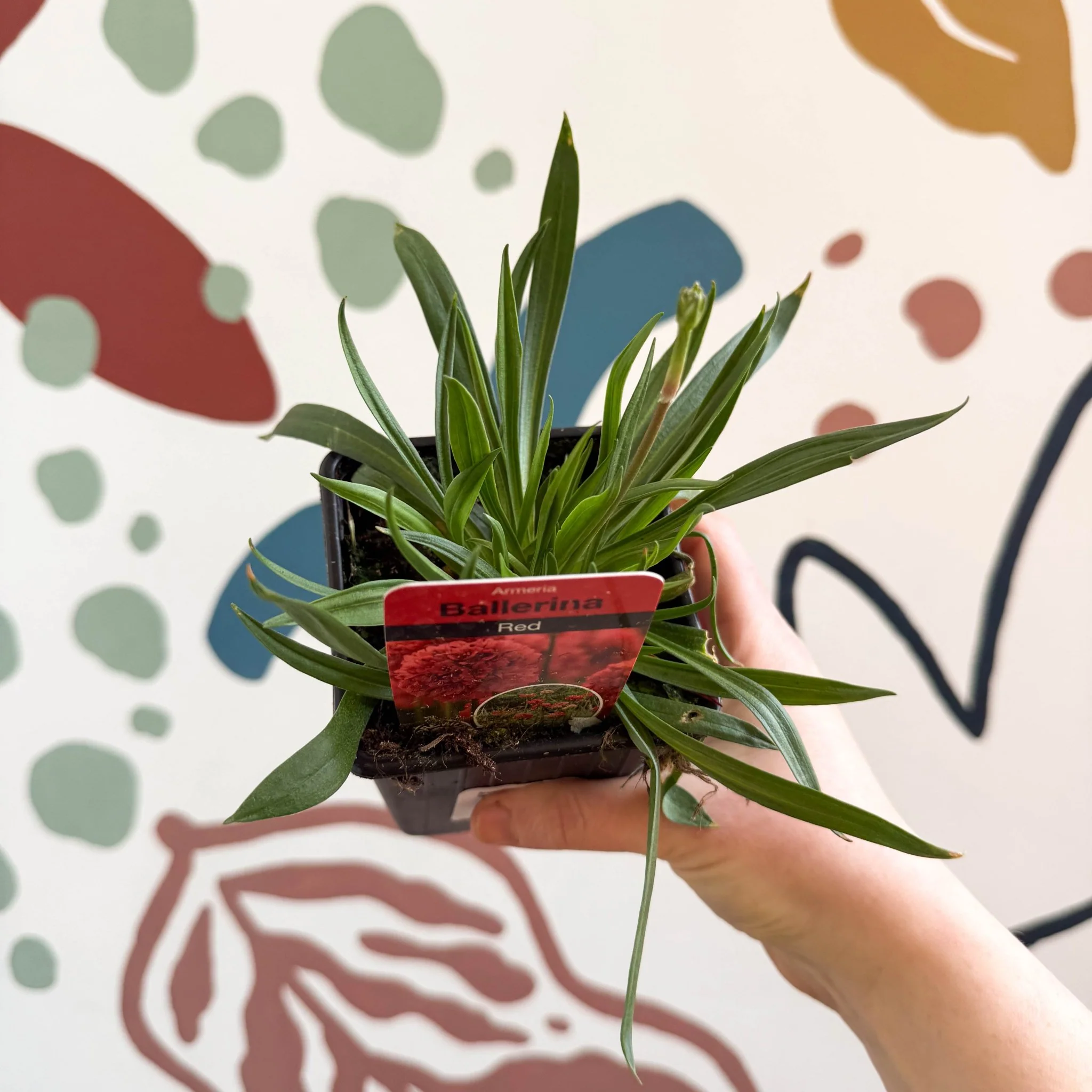 Armeria pseudarmeria 'Ballerina Red' - Sea Thrift - British Grown Evergreen Perennial Alpine - Image 7