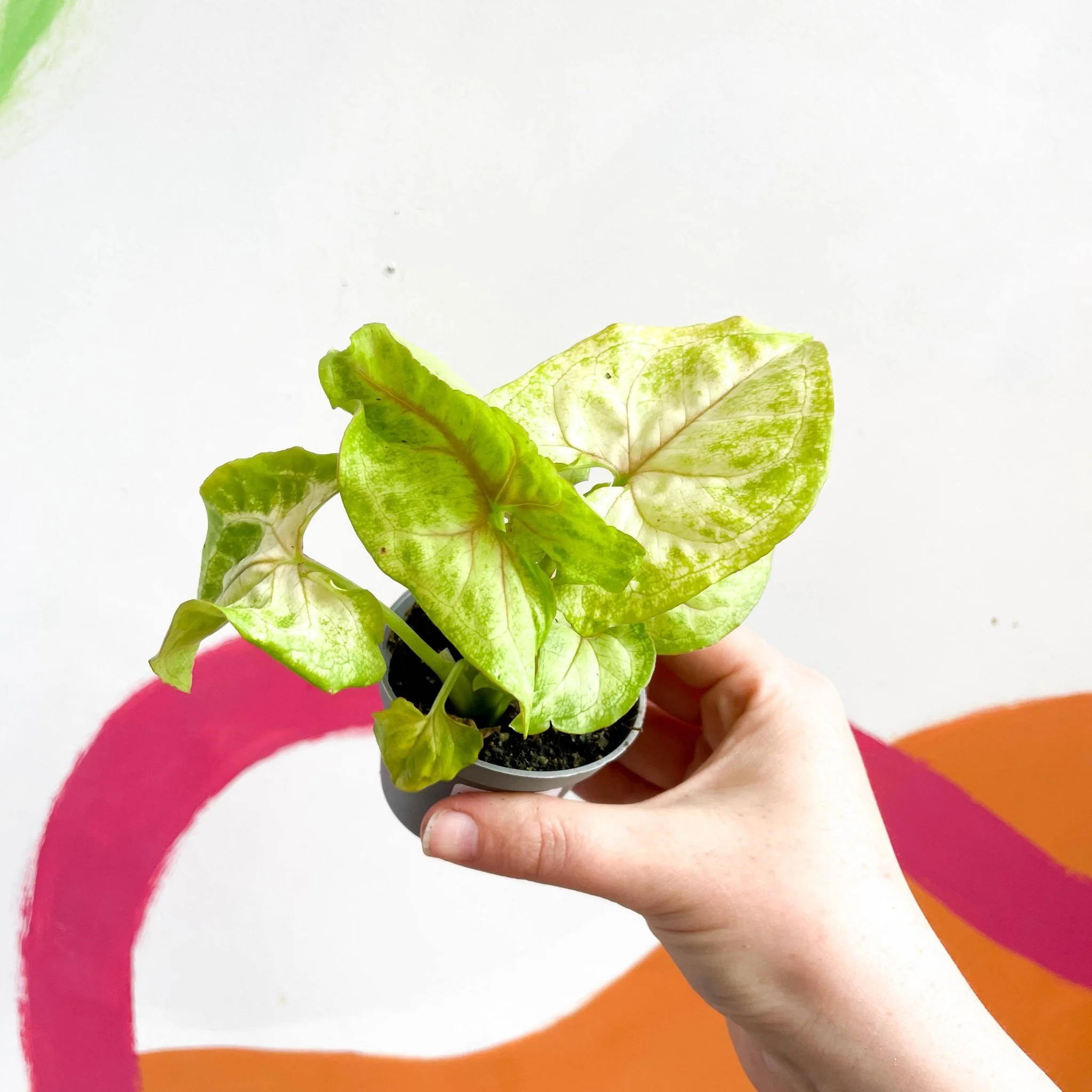 Arrowhead Vine - Syngonium podophyllum 'Berry' - Image 5