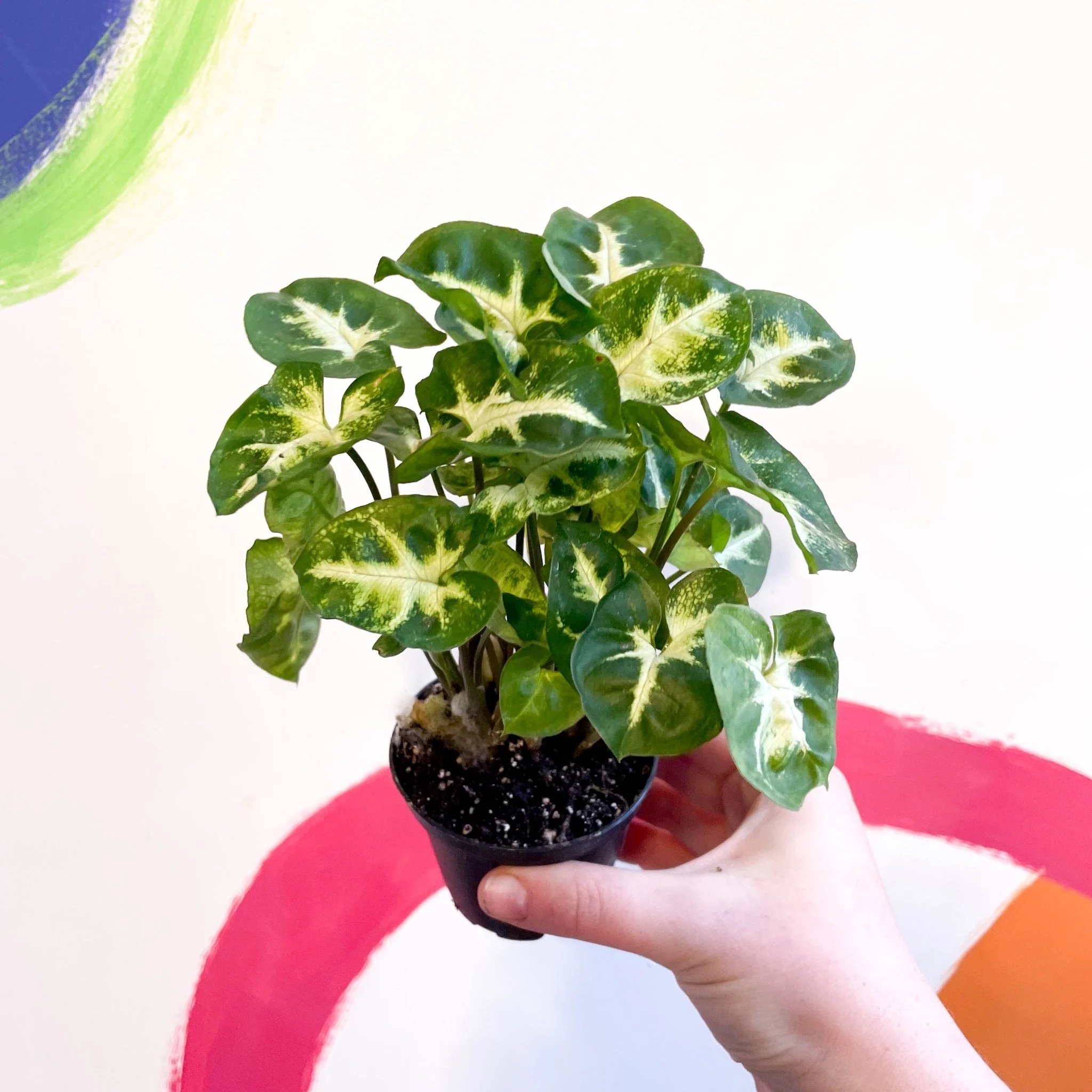Syngonium podophyllum 'Pixie' - Arrowhead Vine