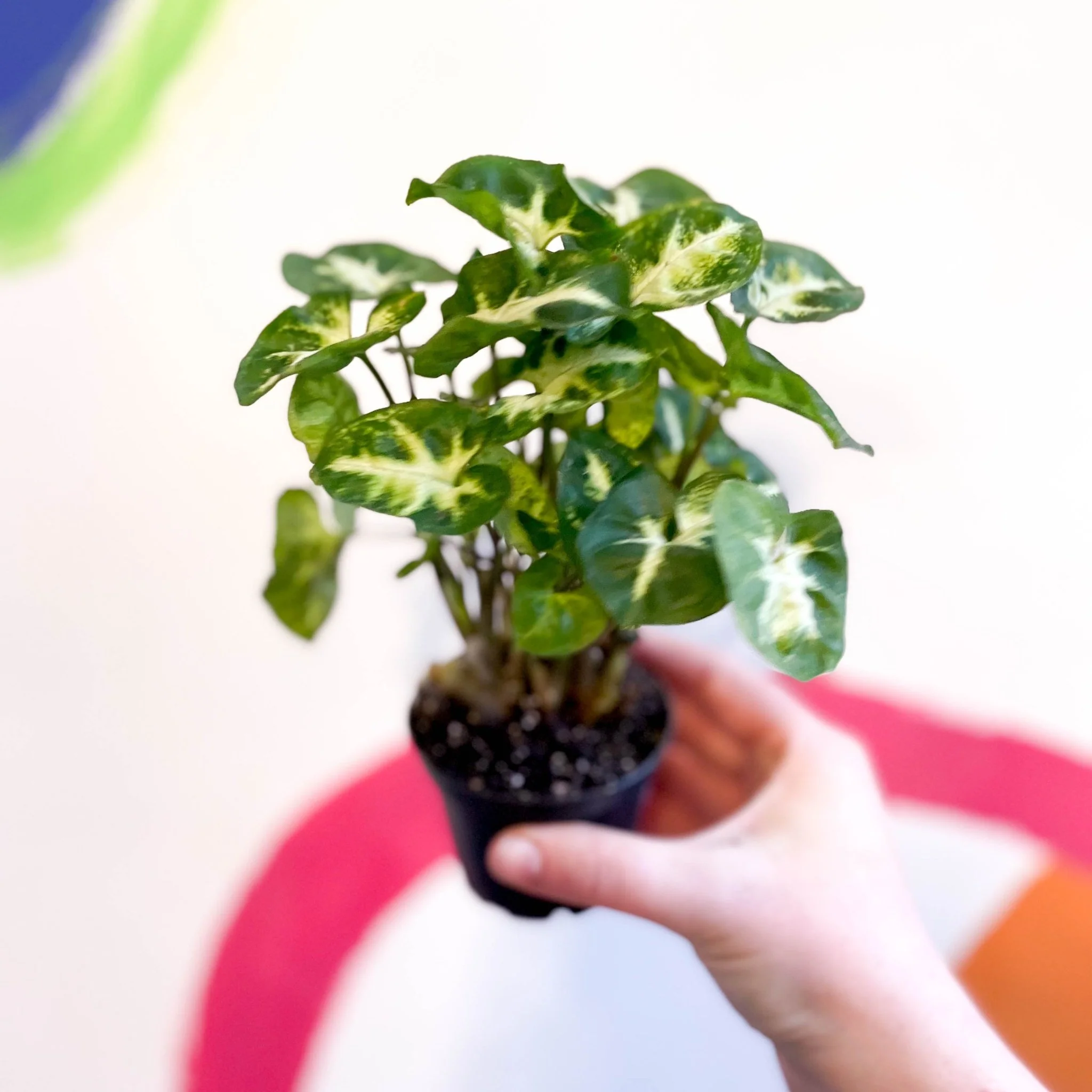 Syngonium podophyllum 'Pixie' - Arrowhead Vine - Image 2