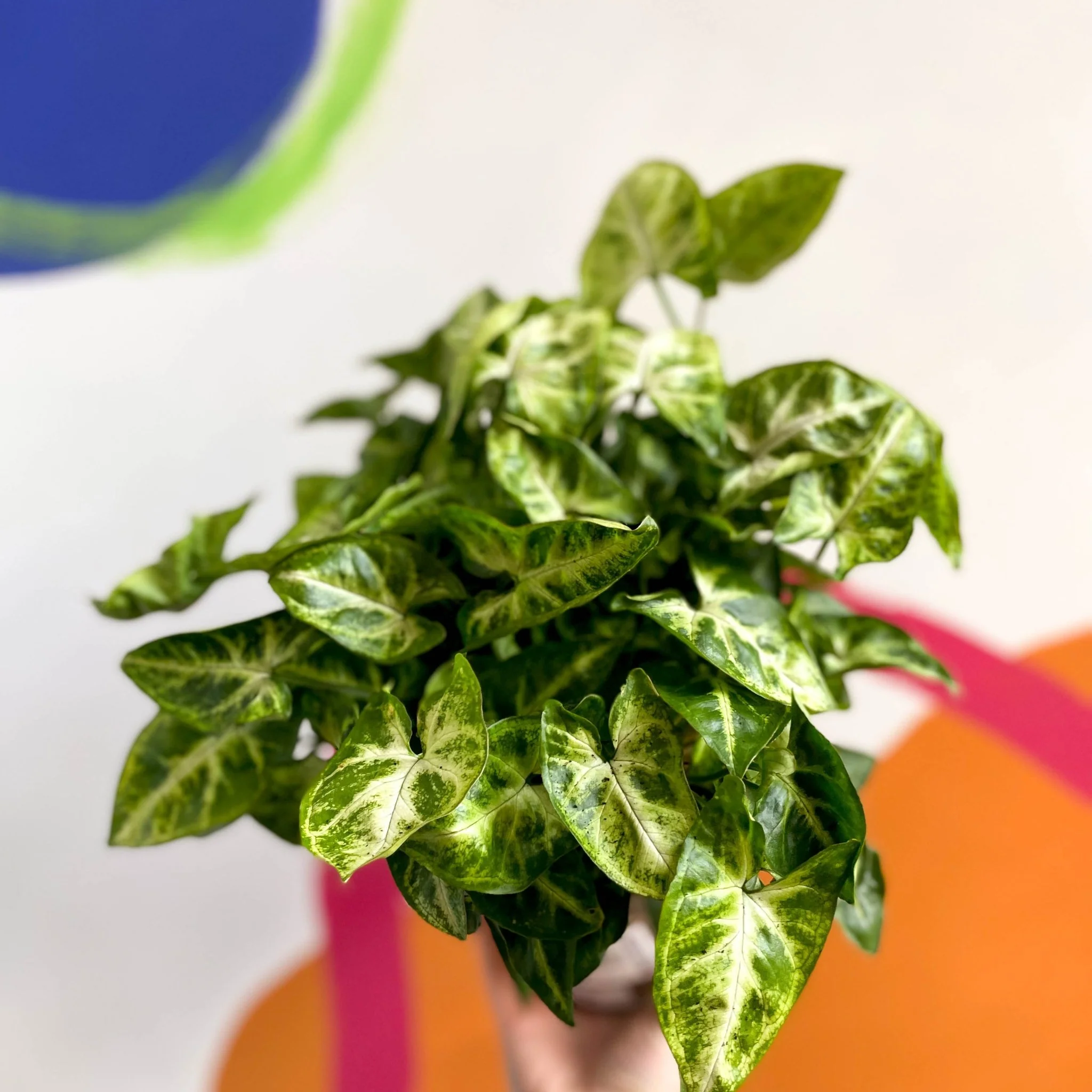 Arrowhead Vine - Syngonium podophyllum 'Pixie' - British Grown
