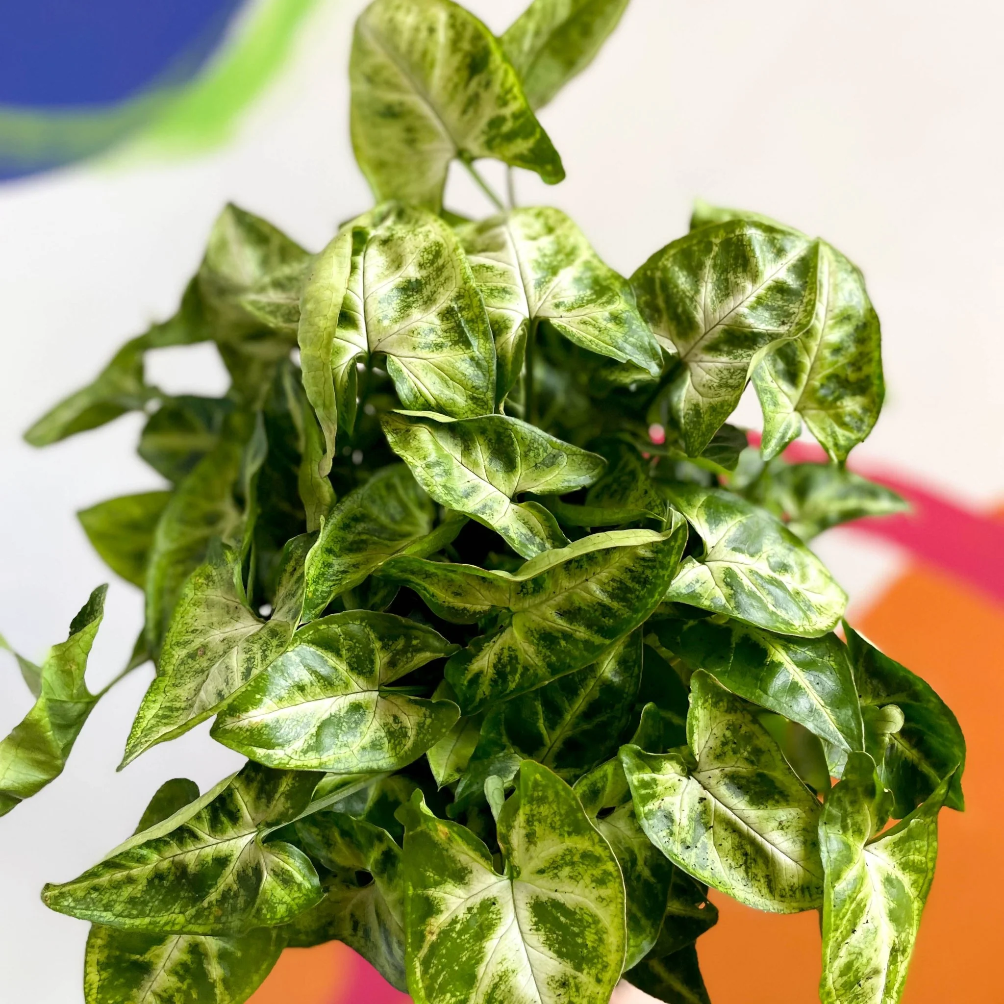 Arrowhead Vine - Syngonium podophyllum 'Pixie' - British Grown - Image 2