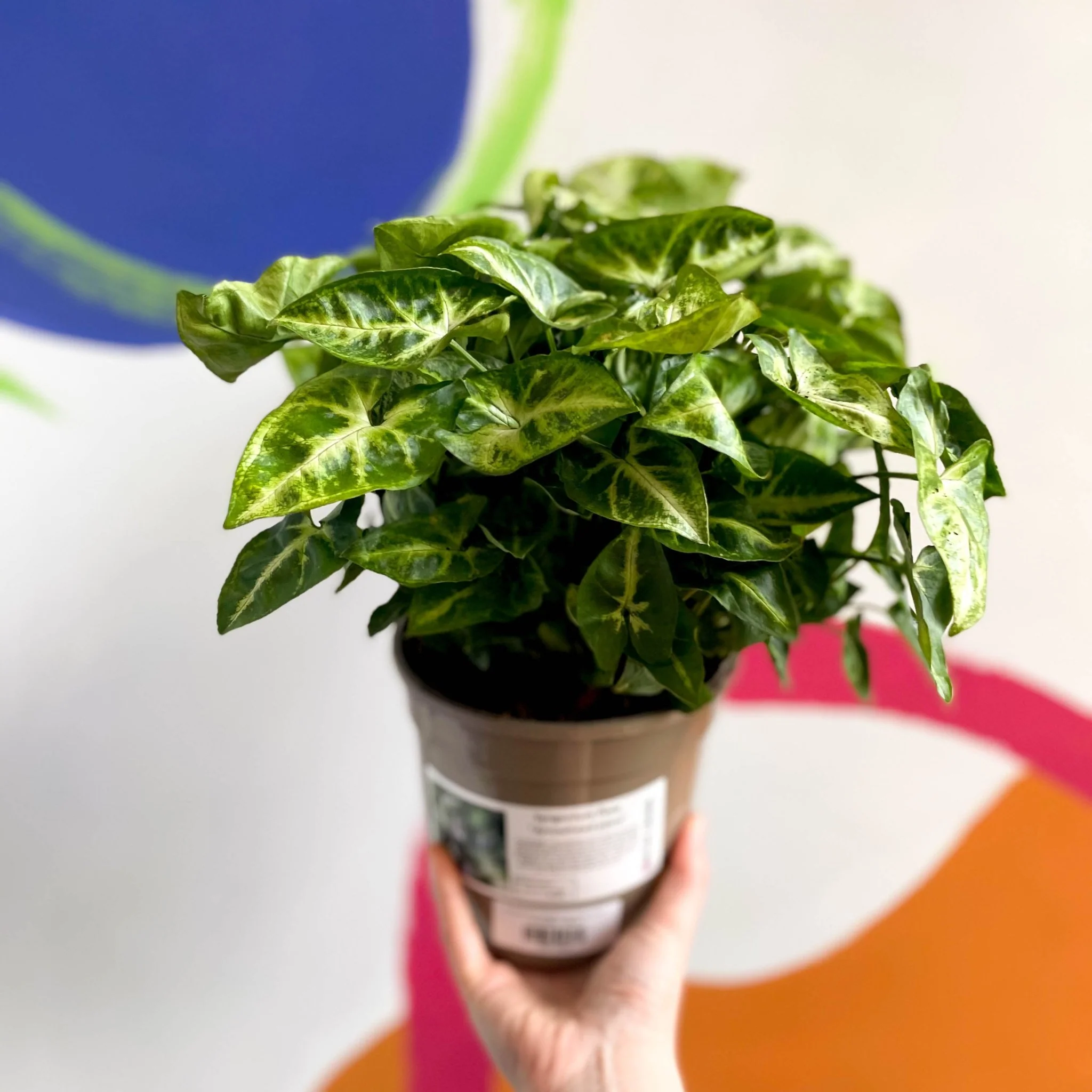 Arrowhead Vine - Syngonium podophyllum 'Pixie' - British Grown - Image 3