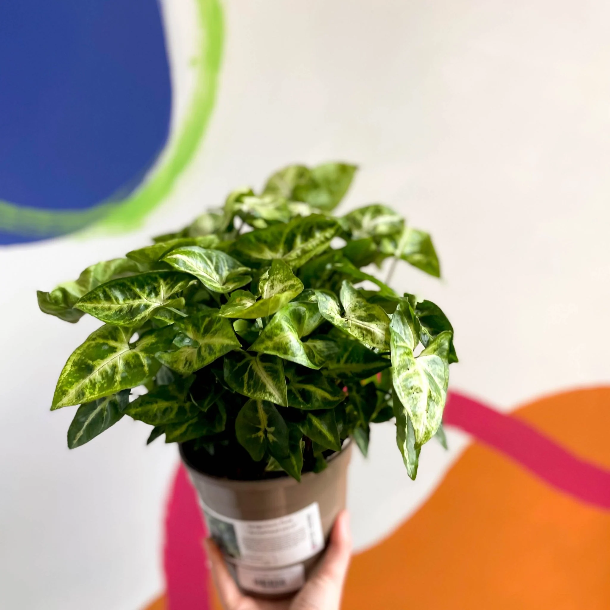 Arrowhead Vine - Syngonium podophyllum 'Pixie' - British Grown - Image 4
