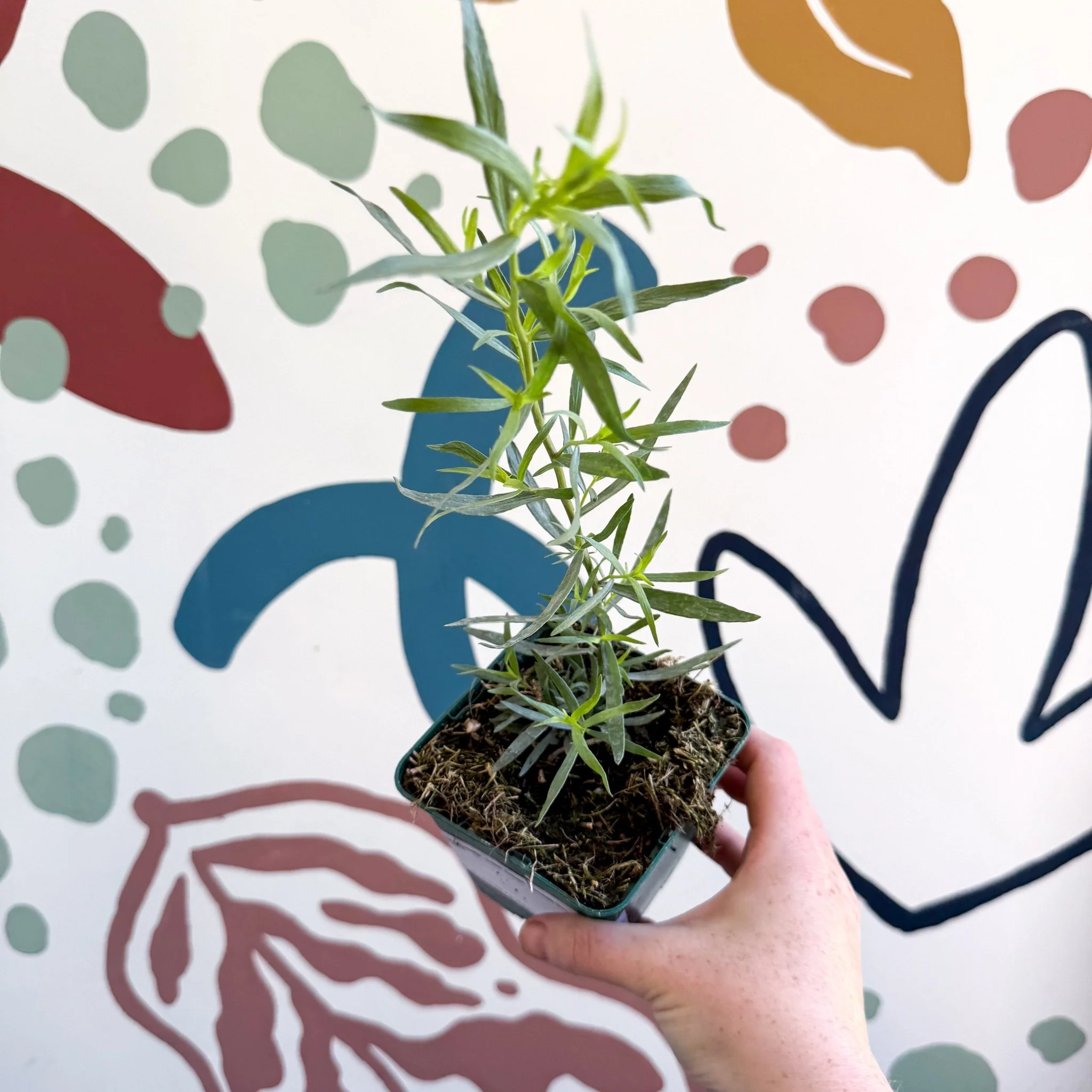 Artemisia dracunculus - French Tarragon - Cotswolds Grown Culinary Herbs - Image 3