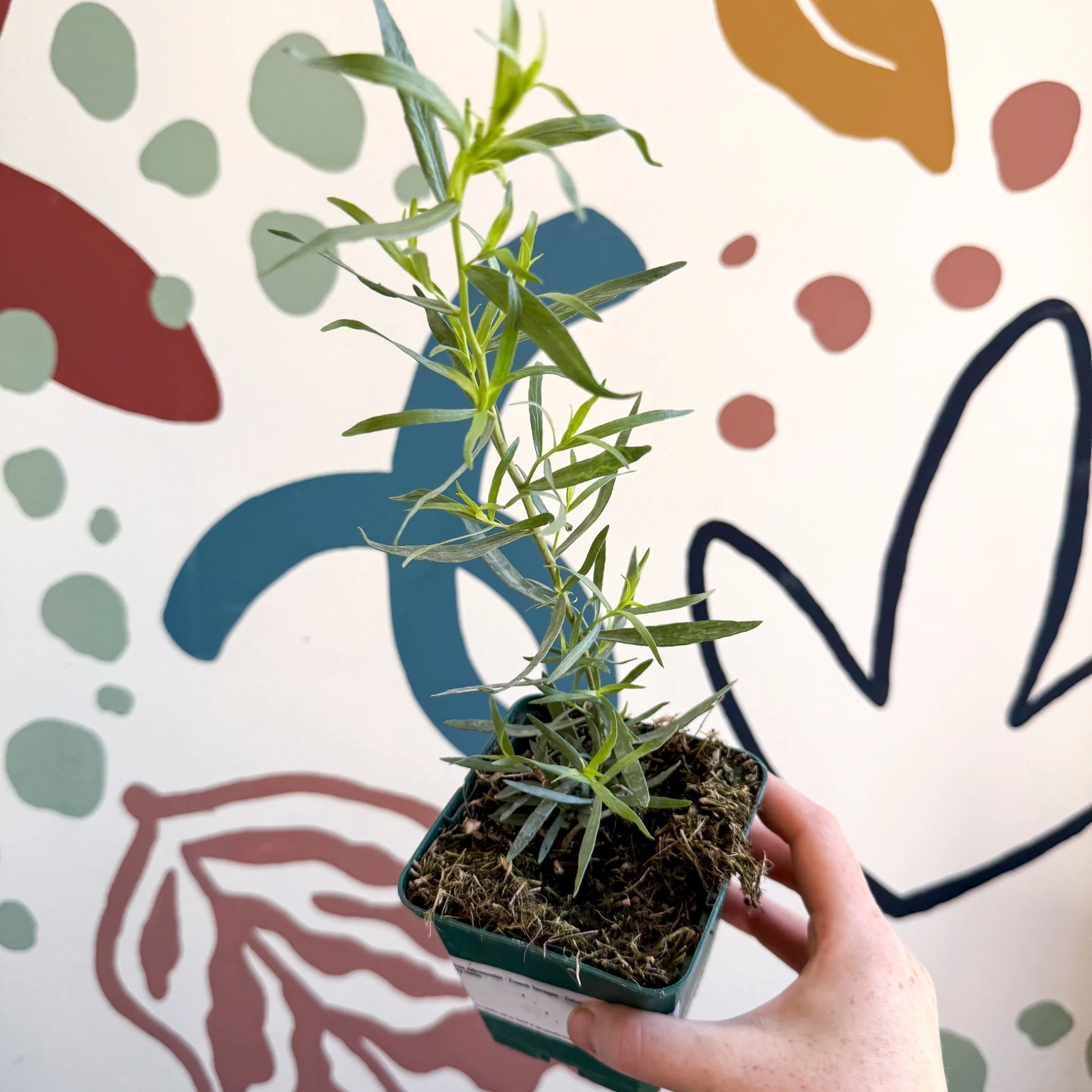 Artemisia dracunculus - French Tarragon - Cotswolds Grown Culinary Herbs - Image 6