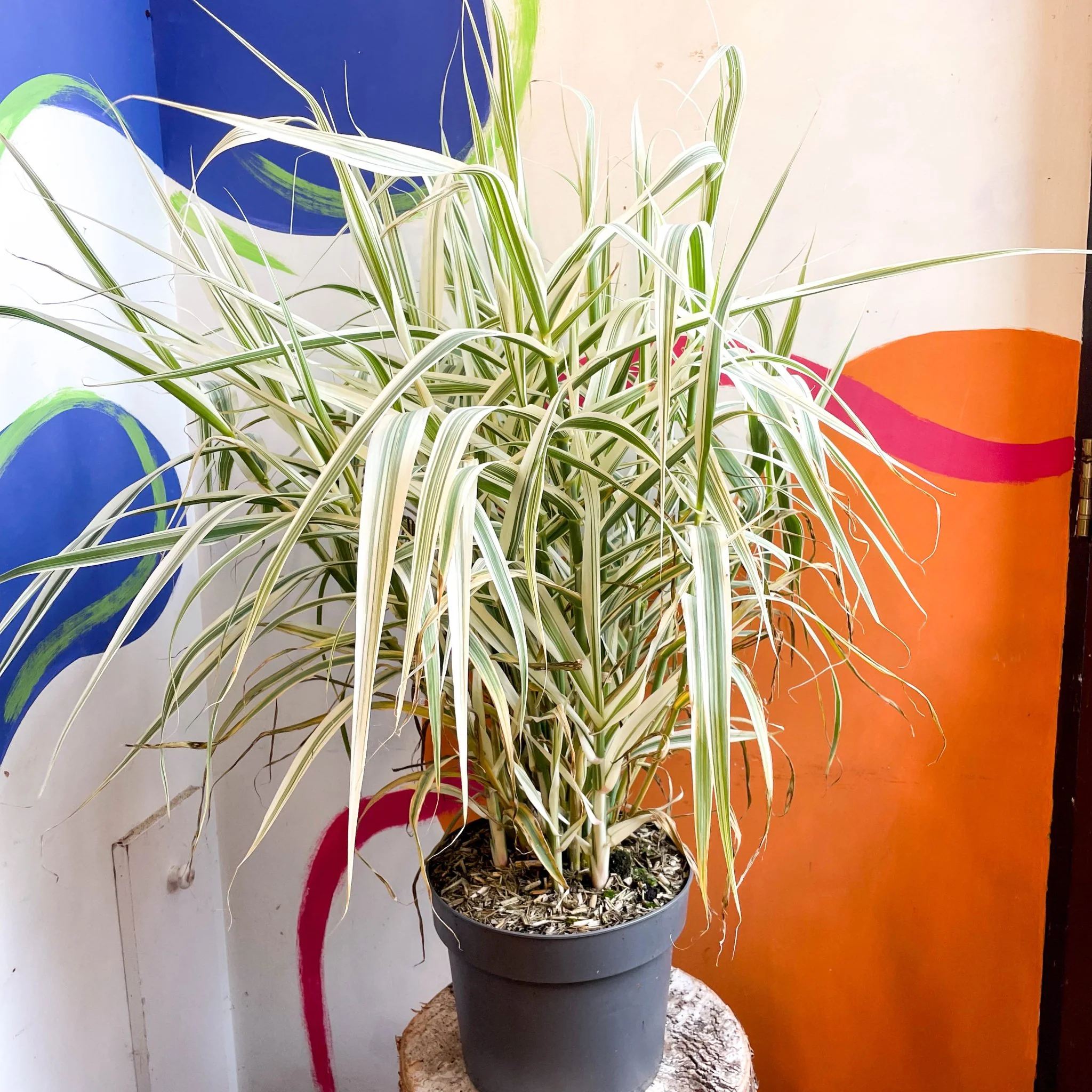 Arundo donax 'Ely' - Varigated Dwarf Reed Grass
