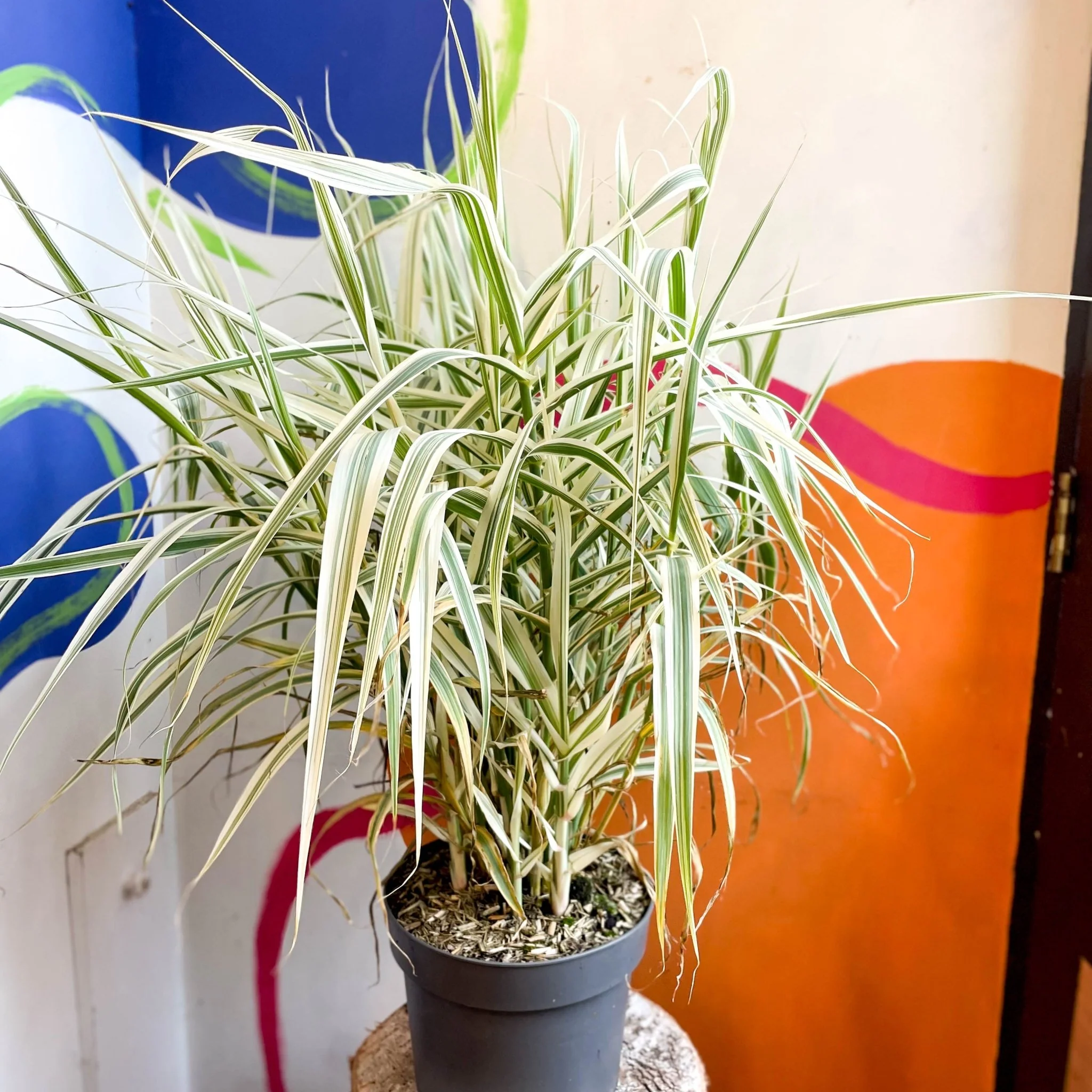 Arundo donax 'Ely' - Varigated Dwarf Reed Grass - Image 10