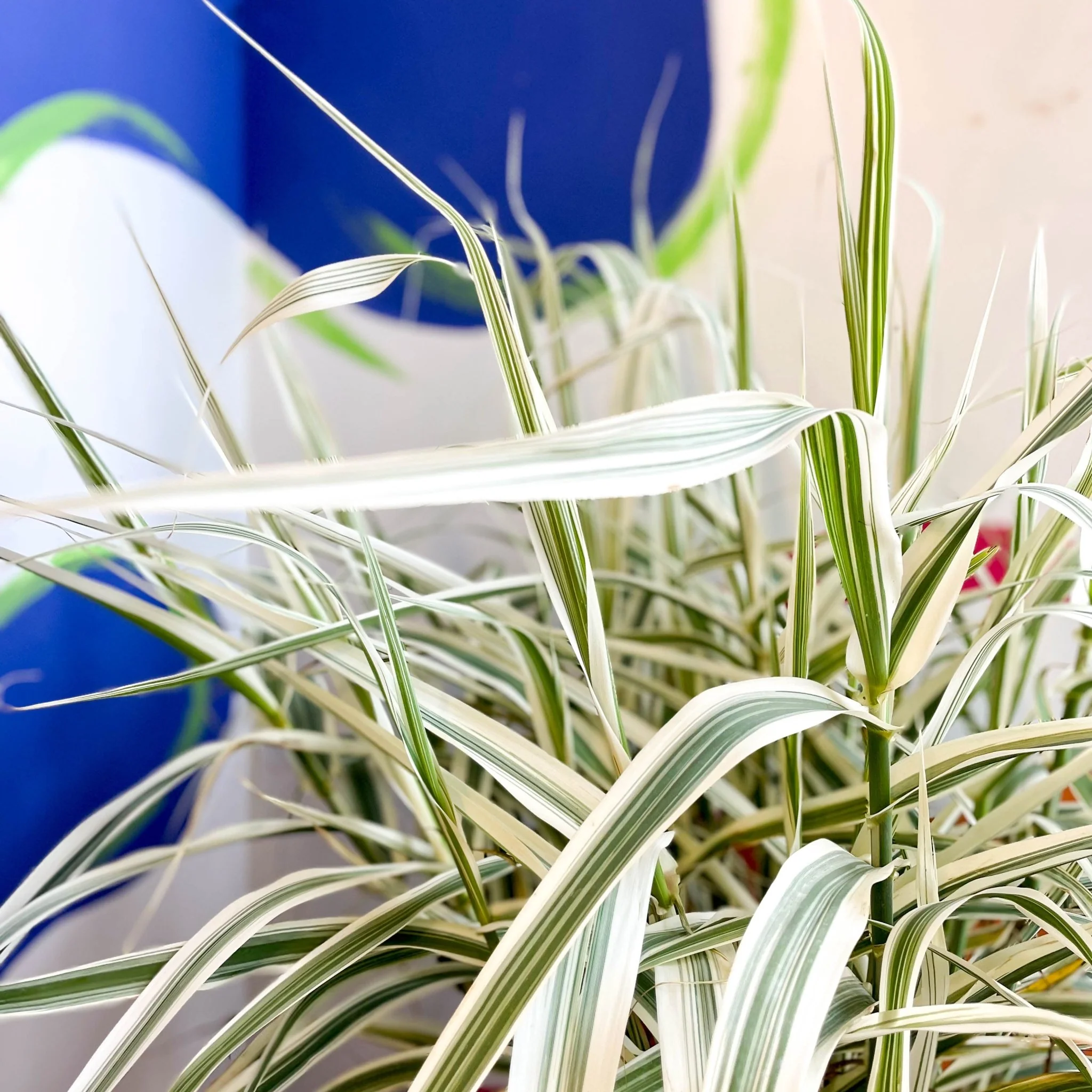 Arundo donax 'Ely' - Varigated Dwarf Reed Grass - Image 11