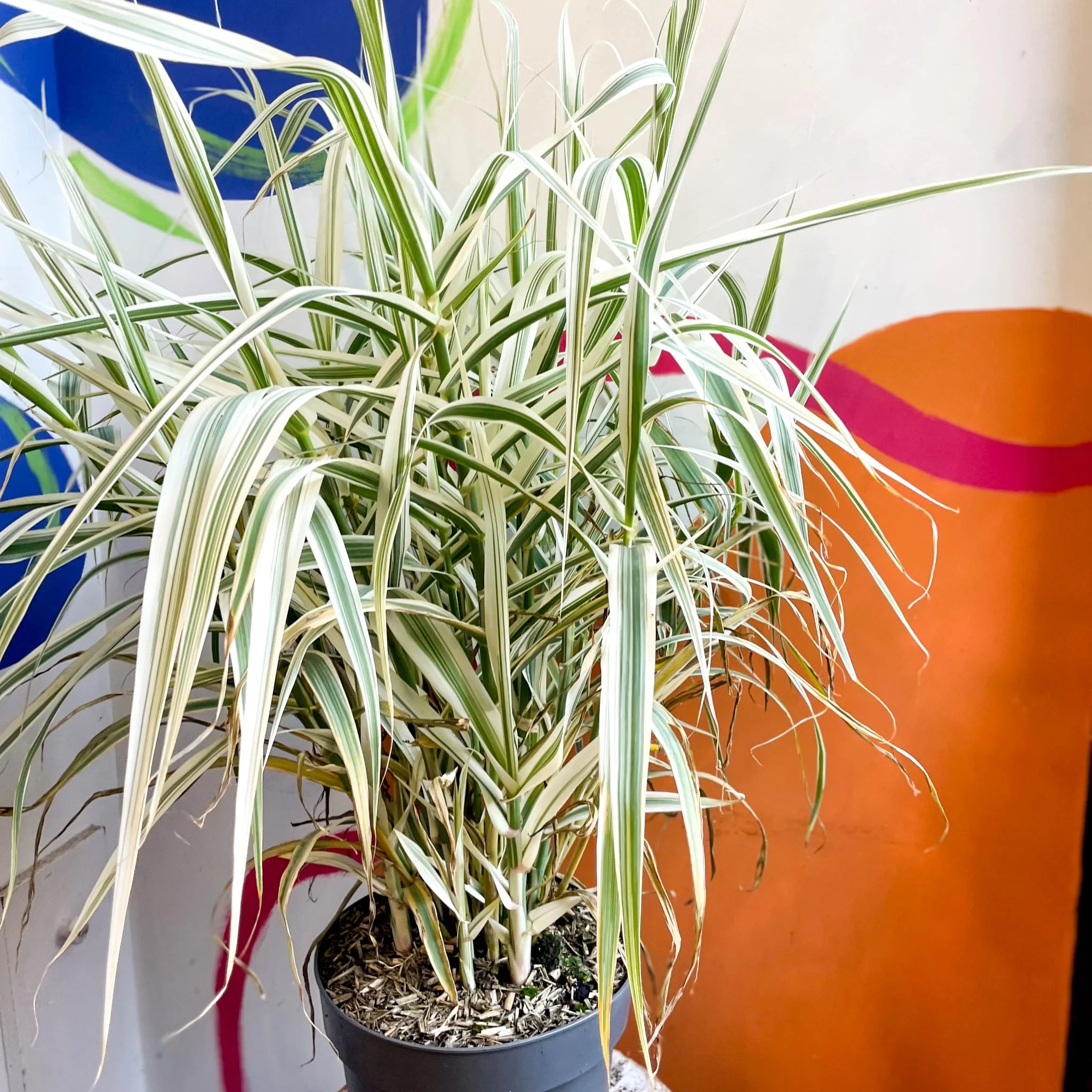 Arundo donax 'Ely' - Varigated Dwarf Reed Grass - Image 5