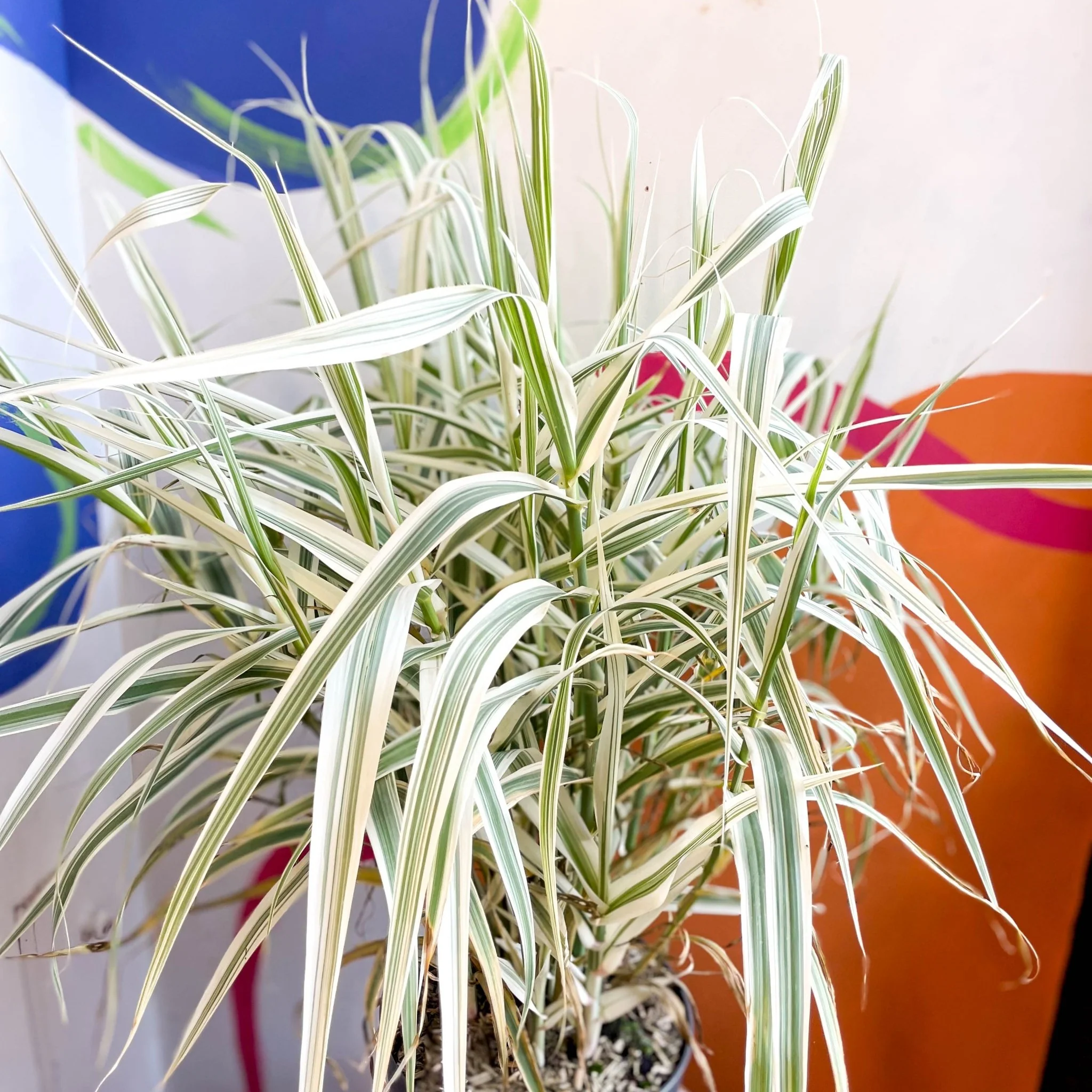Arundo donax 'Ely' - Varigated Dwarf Reed Grass - Image 6