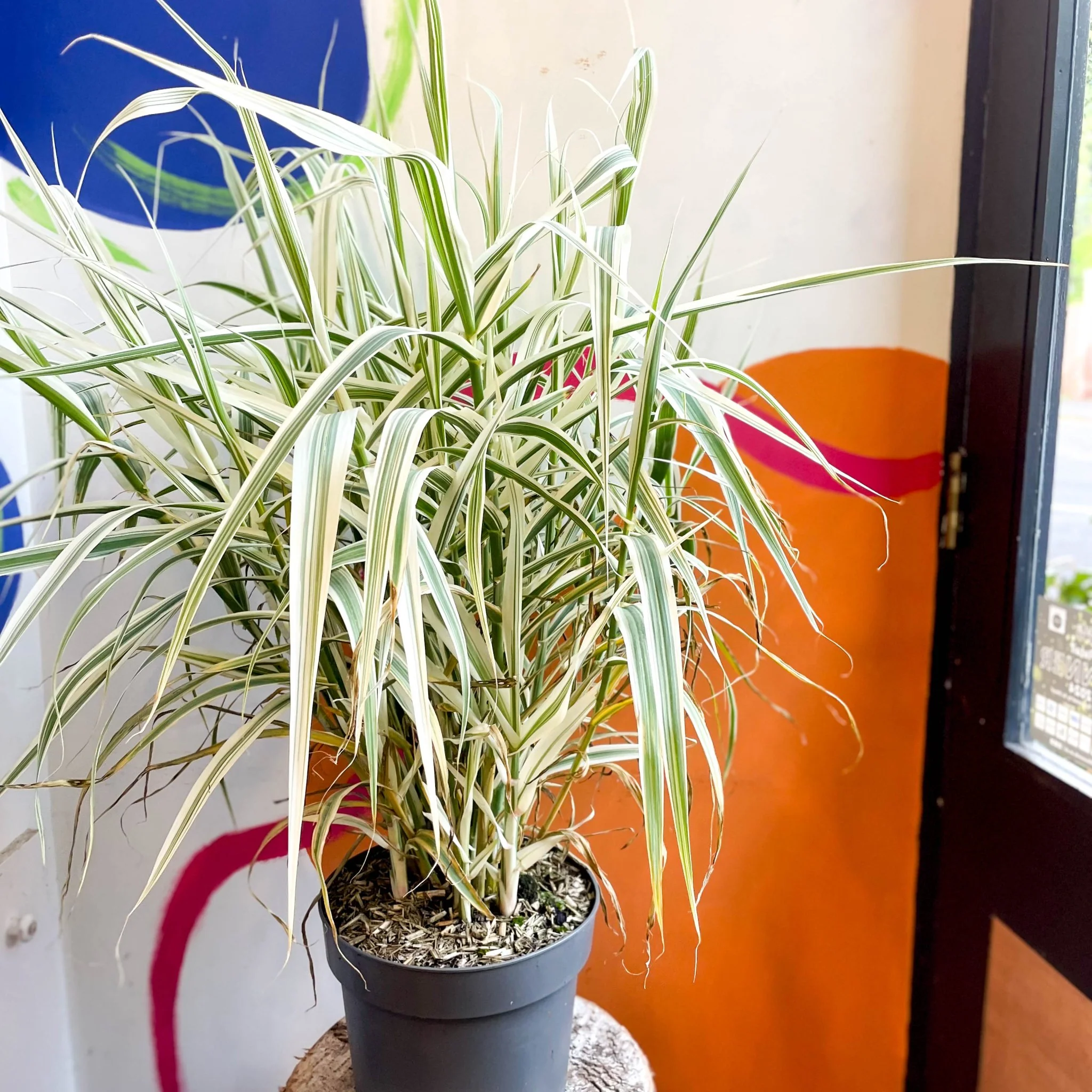 Arundo donax 'Ely' - Varigated Dwarf Reed Grass - Image 7