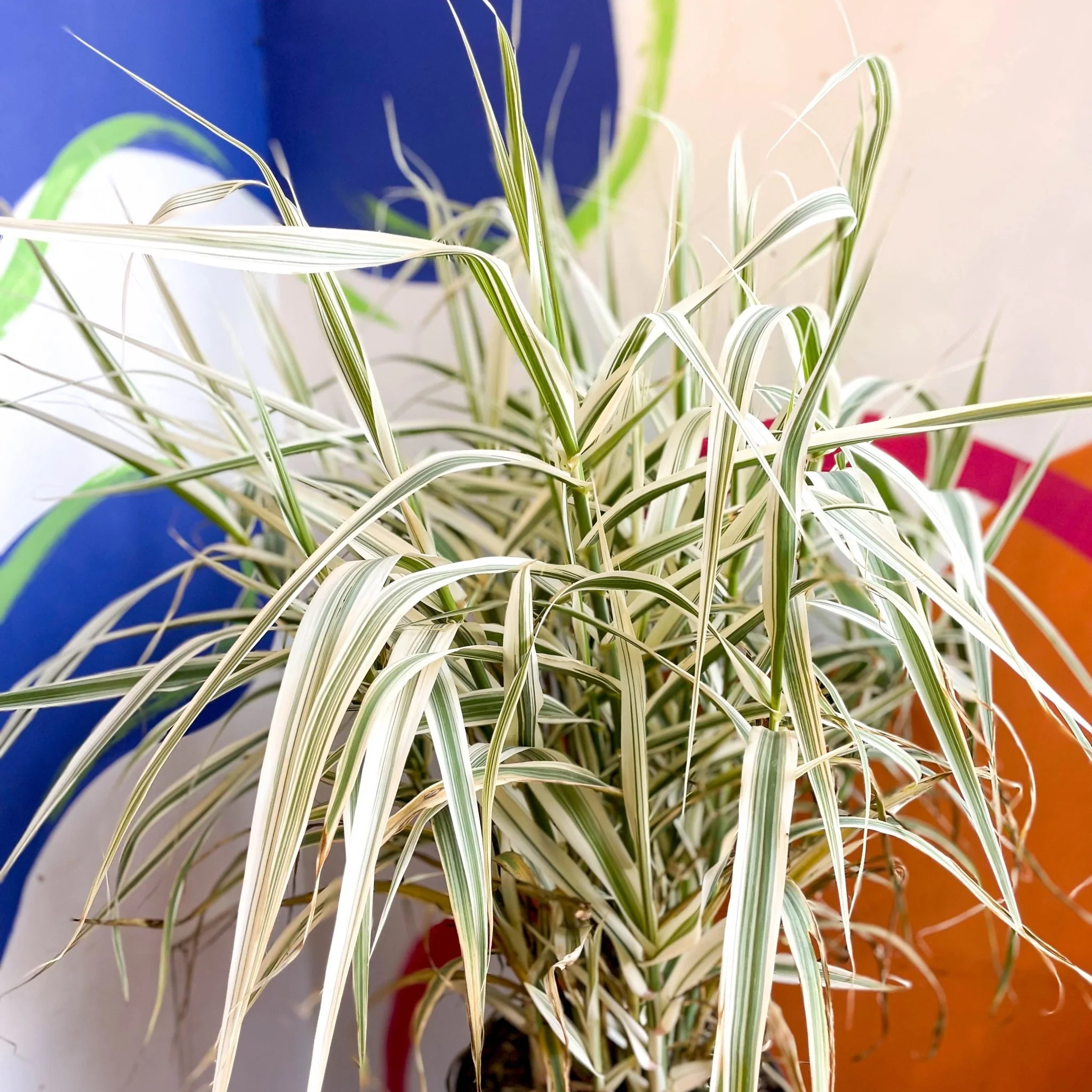 Arundo donax 'Ely' - Varigated Dwarf Reed Grass - Image 8