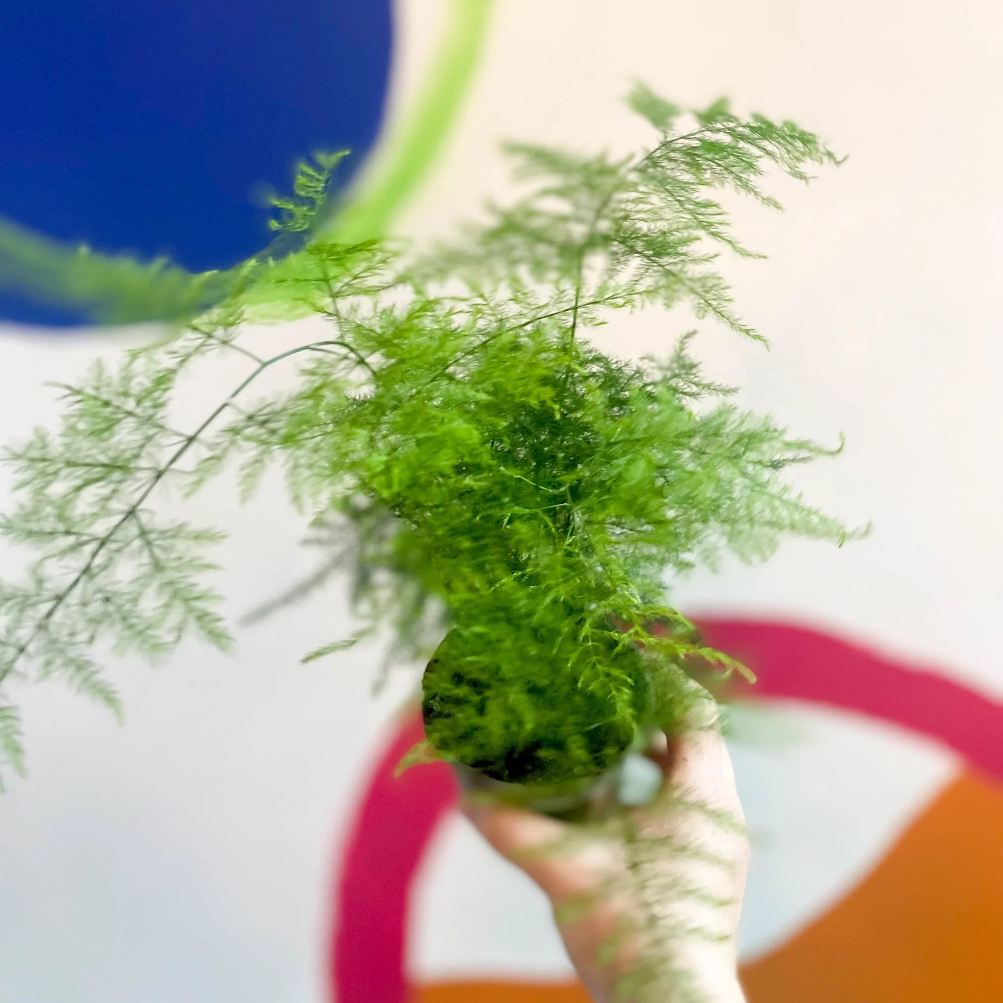 Asparagus setaceus - Asparagus Fern - British Grown