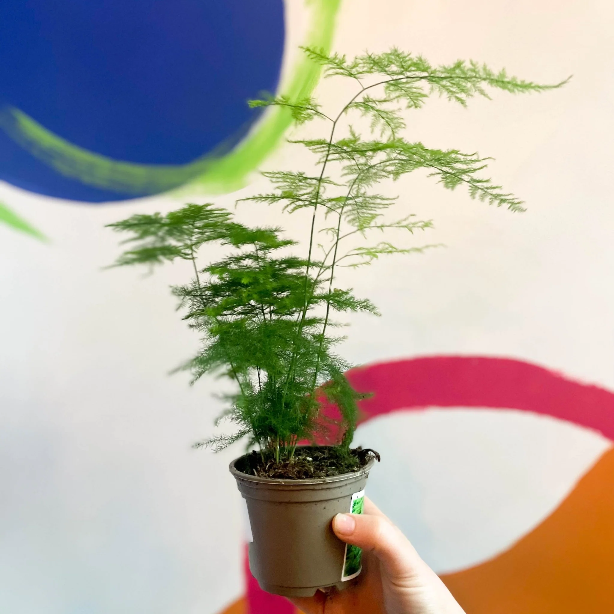 Asparagus setaceus - Asparagus Fern - British Grown - Image 4