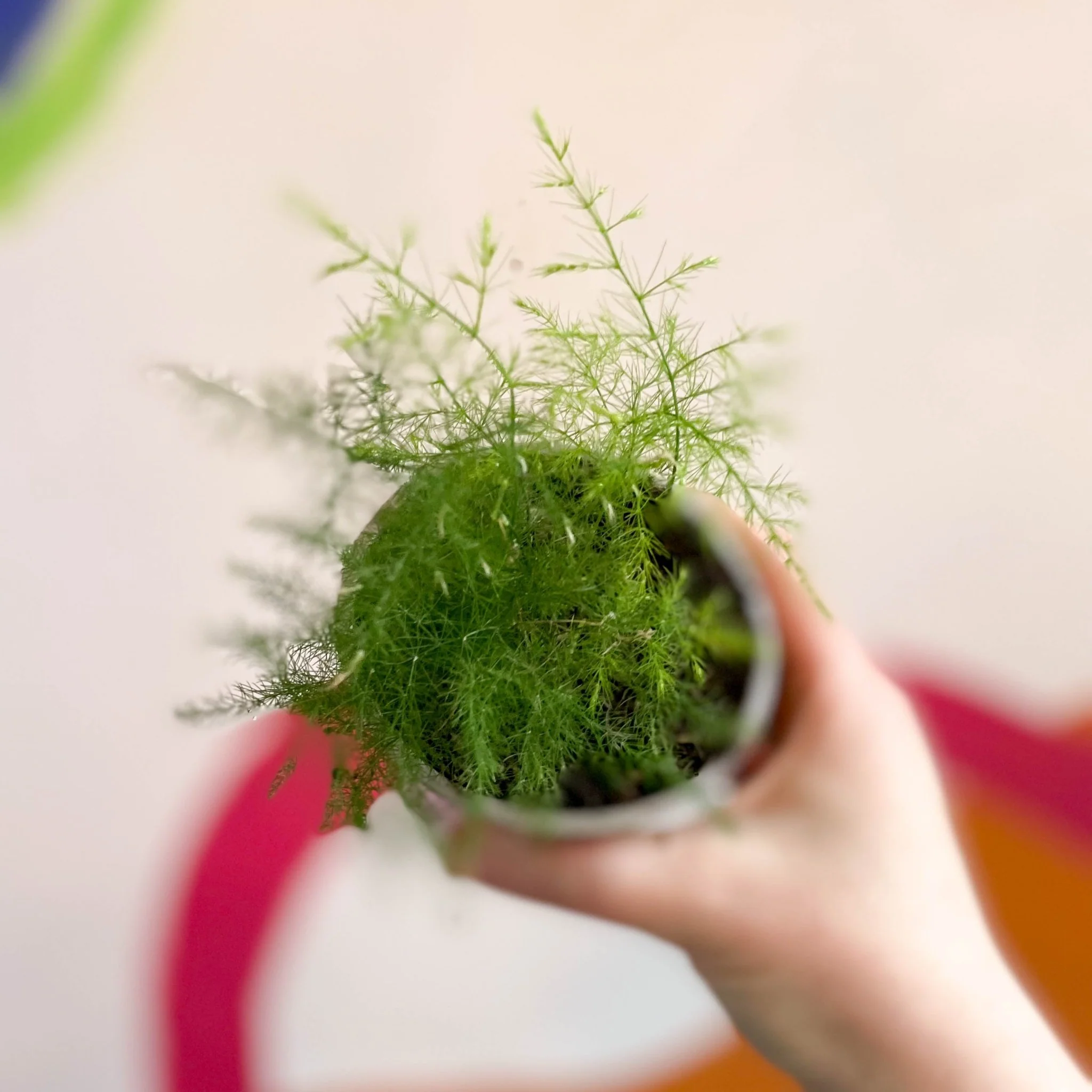 Asparagus setaceus - Asparagus Fern - British Grown - Image 6