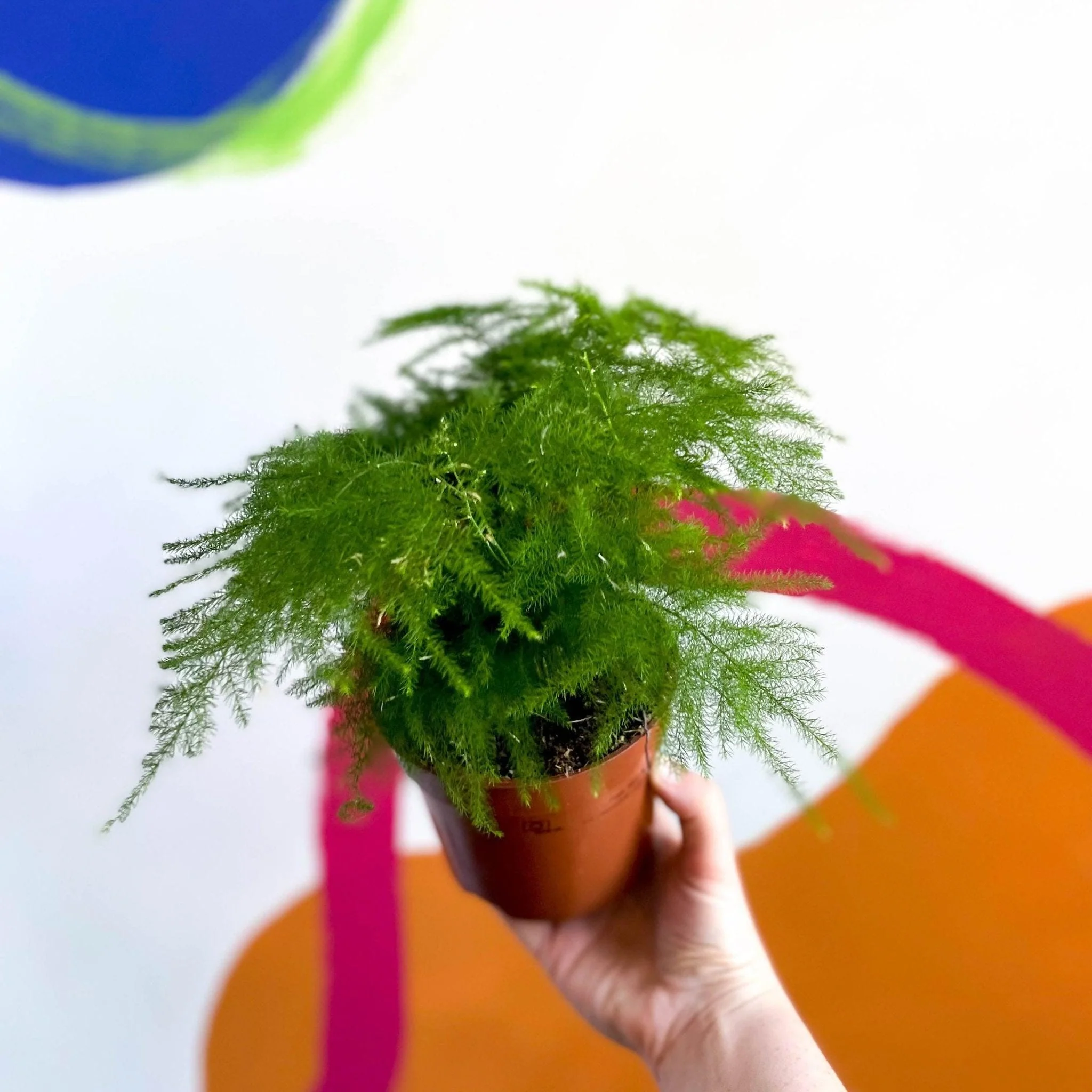 Asparagus setaceus - Asparagus Fern