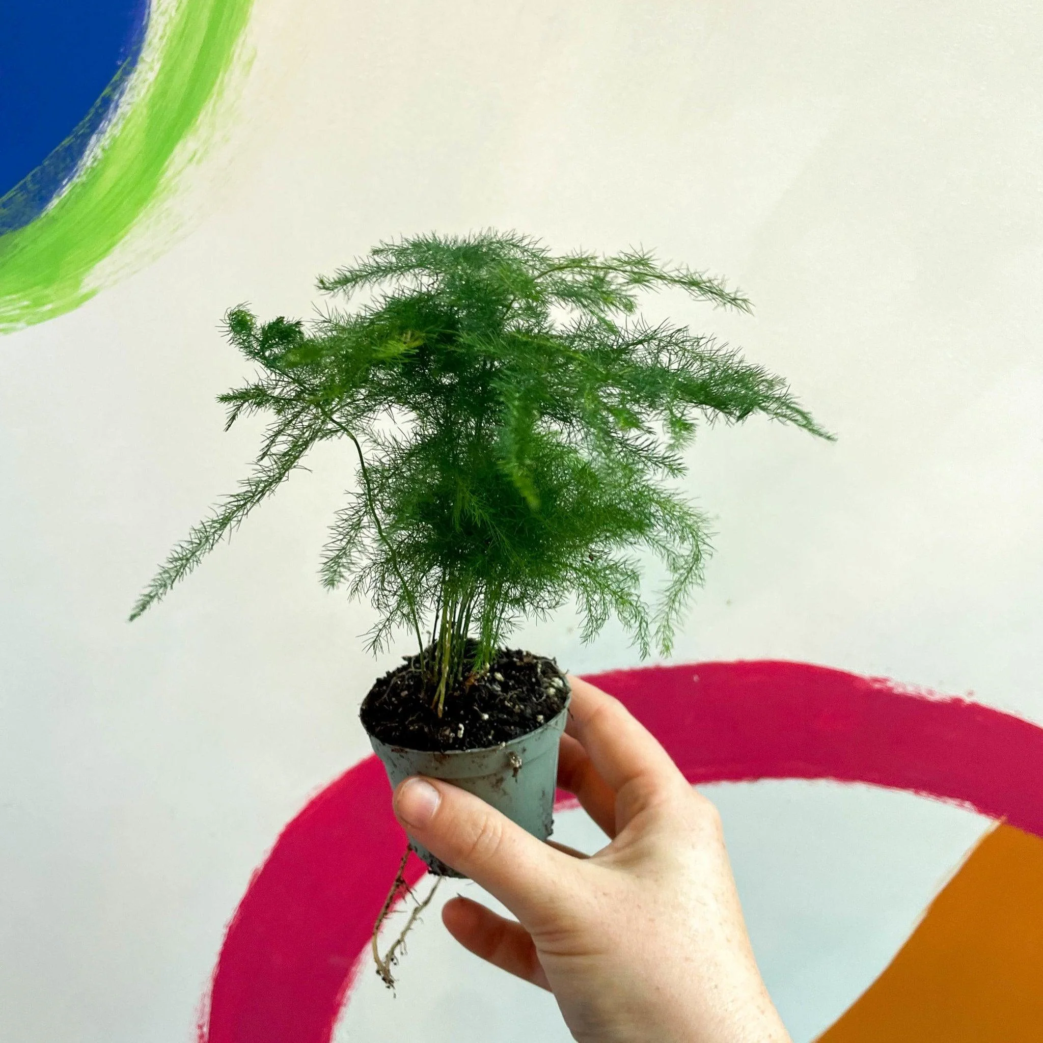 Asparagus setaceus - Asparagus Fern - Image 5