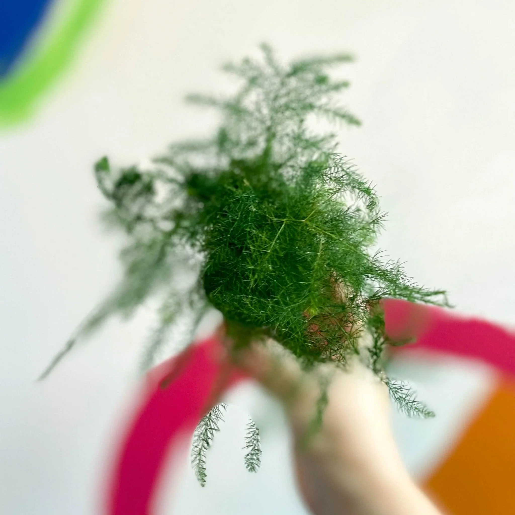 Asparagus setaceus - Asparagus Fern - Image 6
