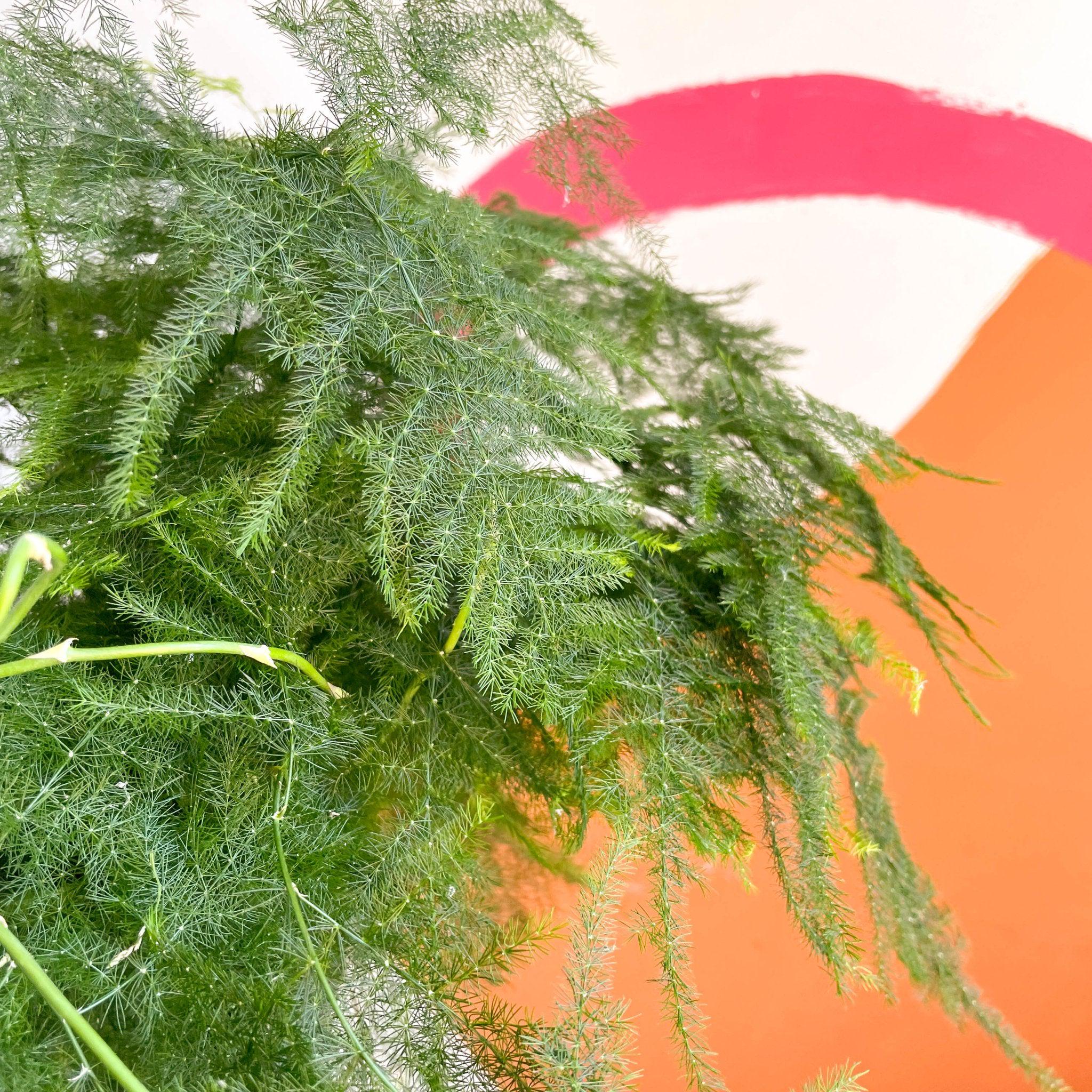 Asparagus setaceus - Asparagus Fern - Image 8