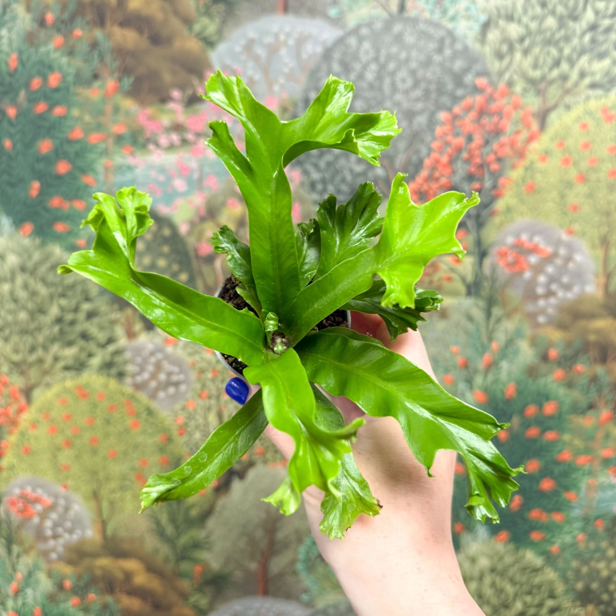 Asplenium antiquum 'Leslie' - Crested Bird's Nest Fern