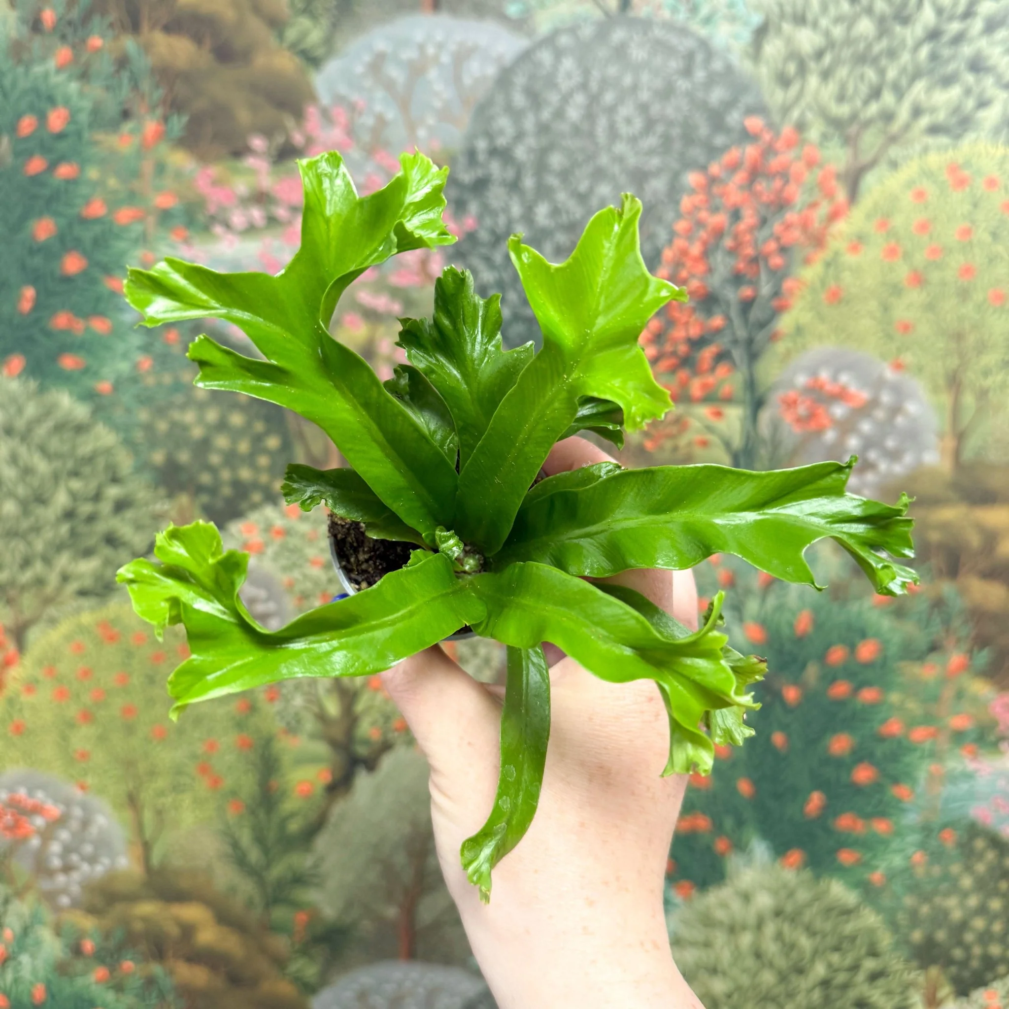 Asplenium antiquum 'Leslie' - Crested Bird's Nest Fern - Image 2