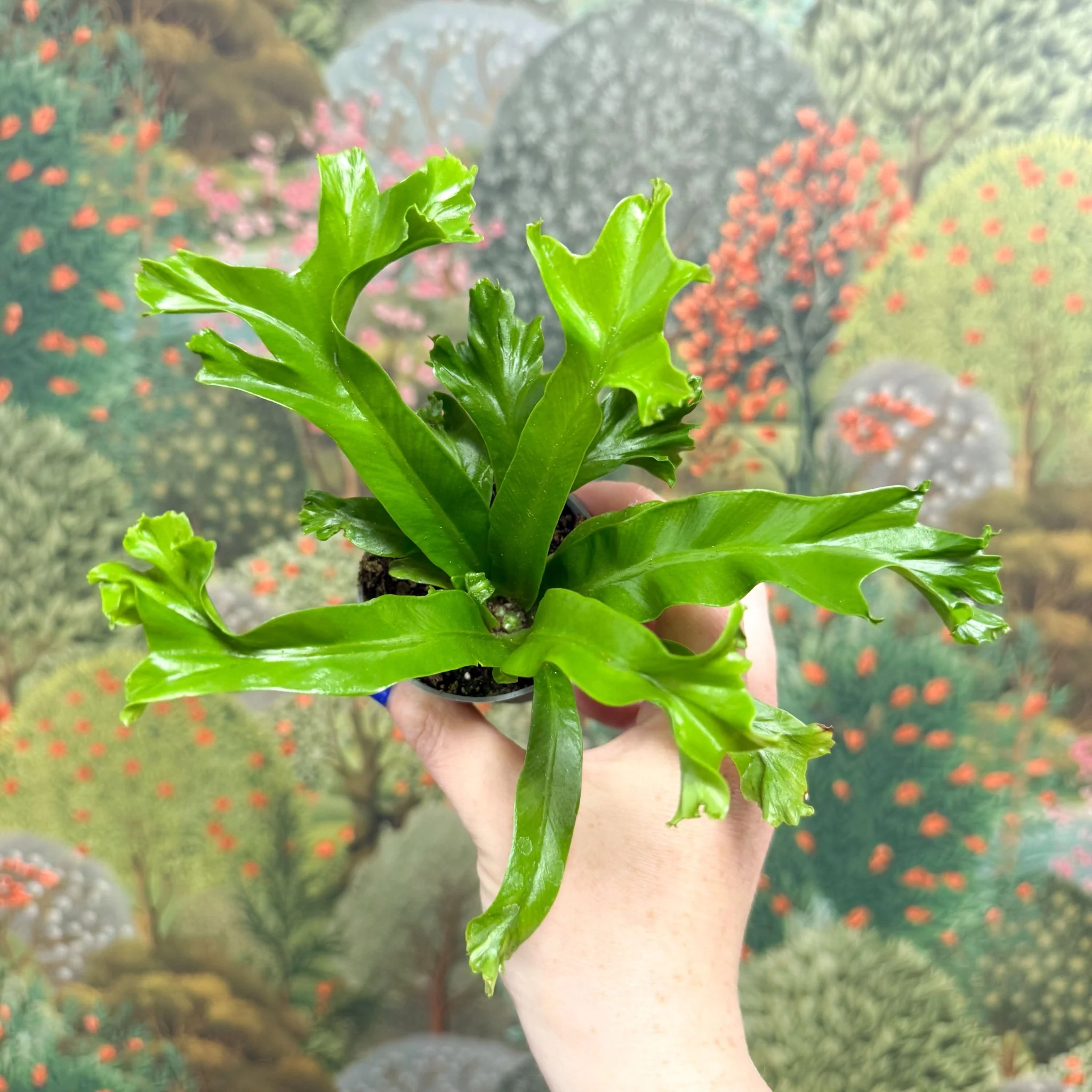 Asplenium antiquum 'Leslie' - Crested Bird's Nest Fern - Image 3