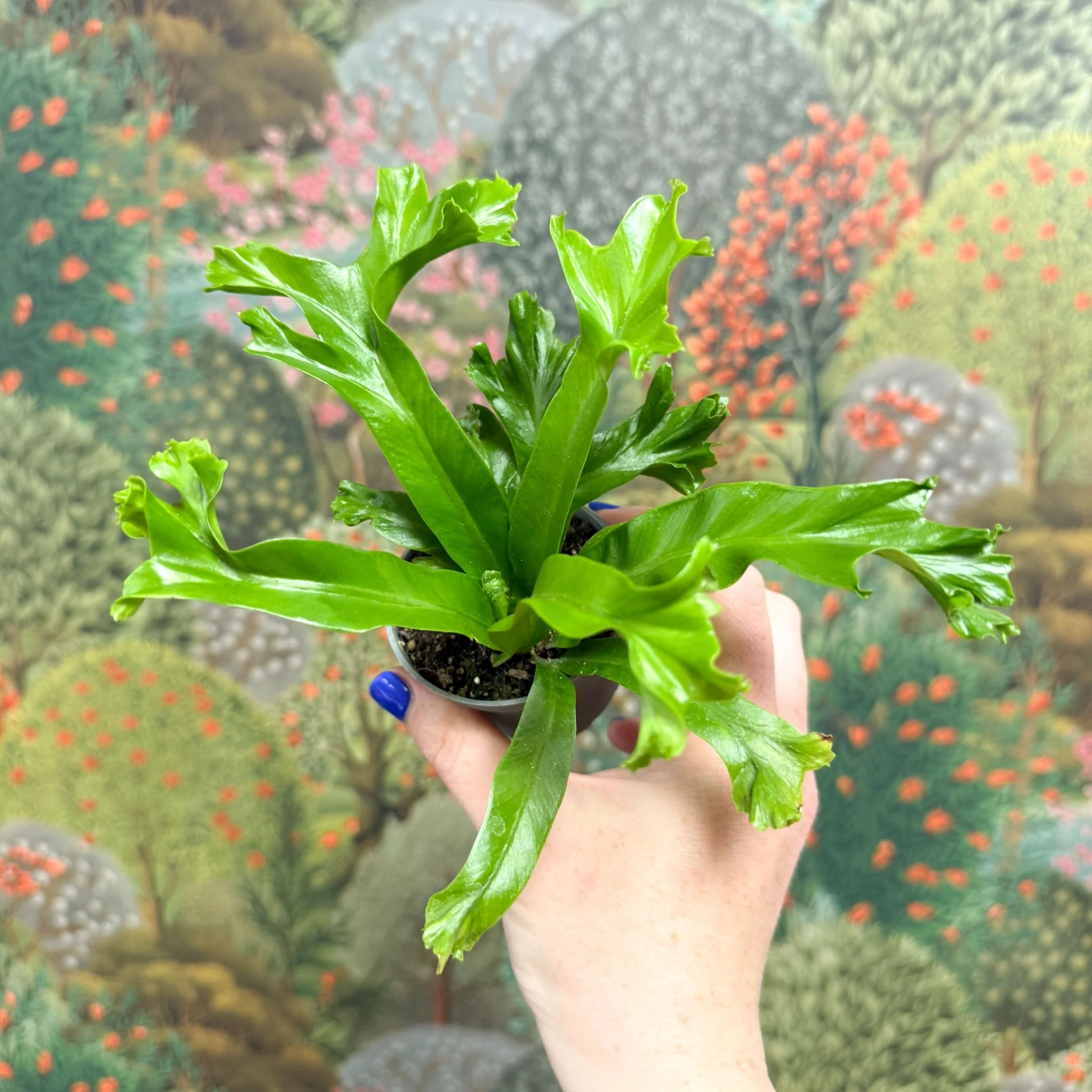 Asplenium antiquum 'Leslie' - Crested Bird's Nest Fern - Image 4