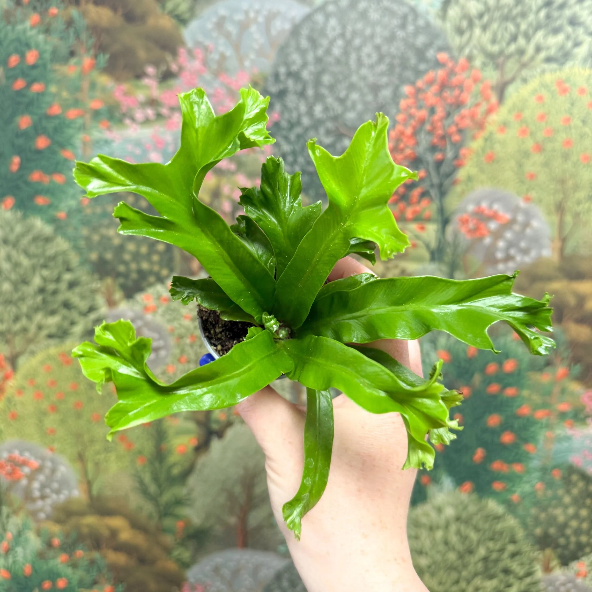 Asplenium antiquum 'Leslie' - Crested Bird's Nest Fern - Image 5