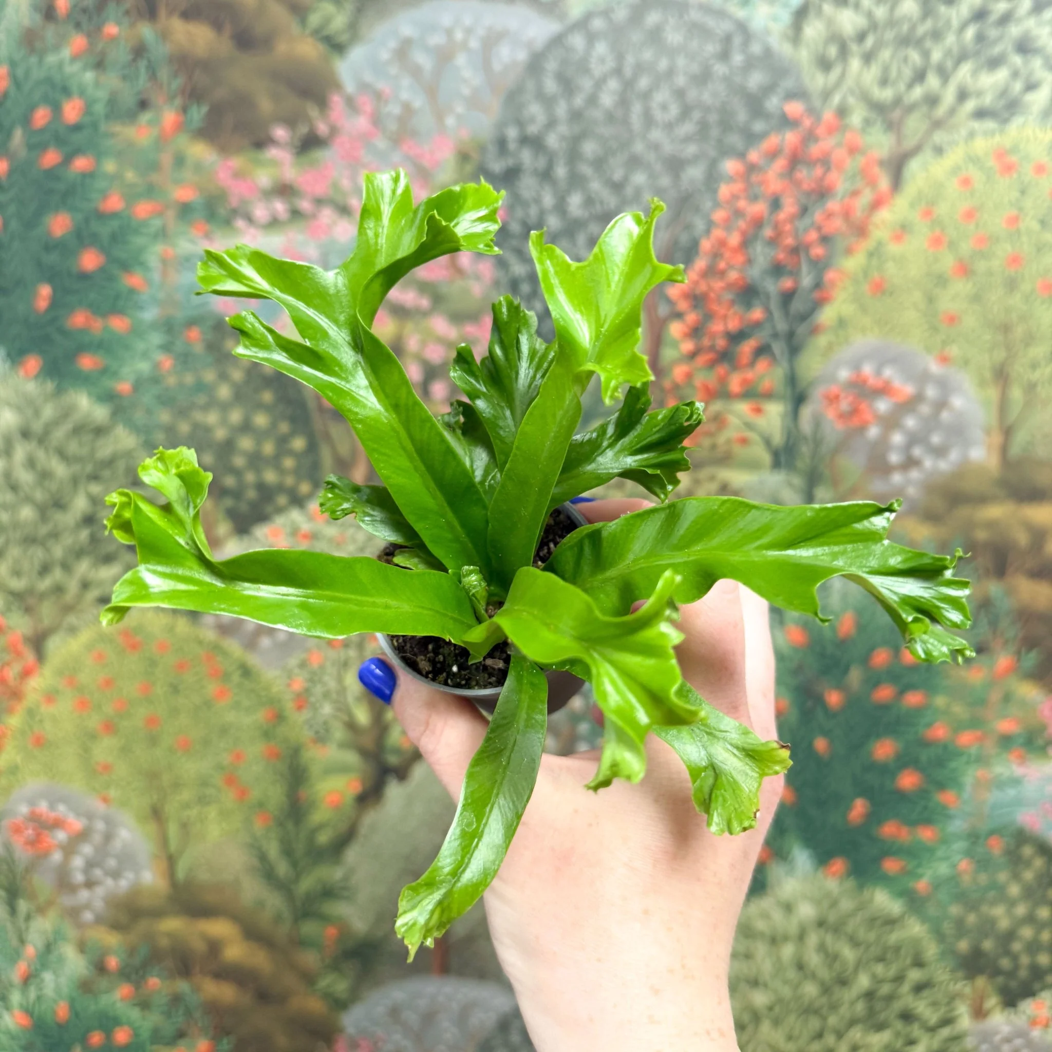 Asplenium antiquum 'Leslie' - Crested Bird's Nest Fern - Image 6