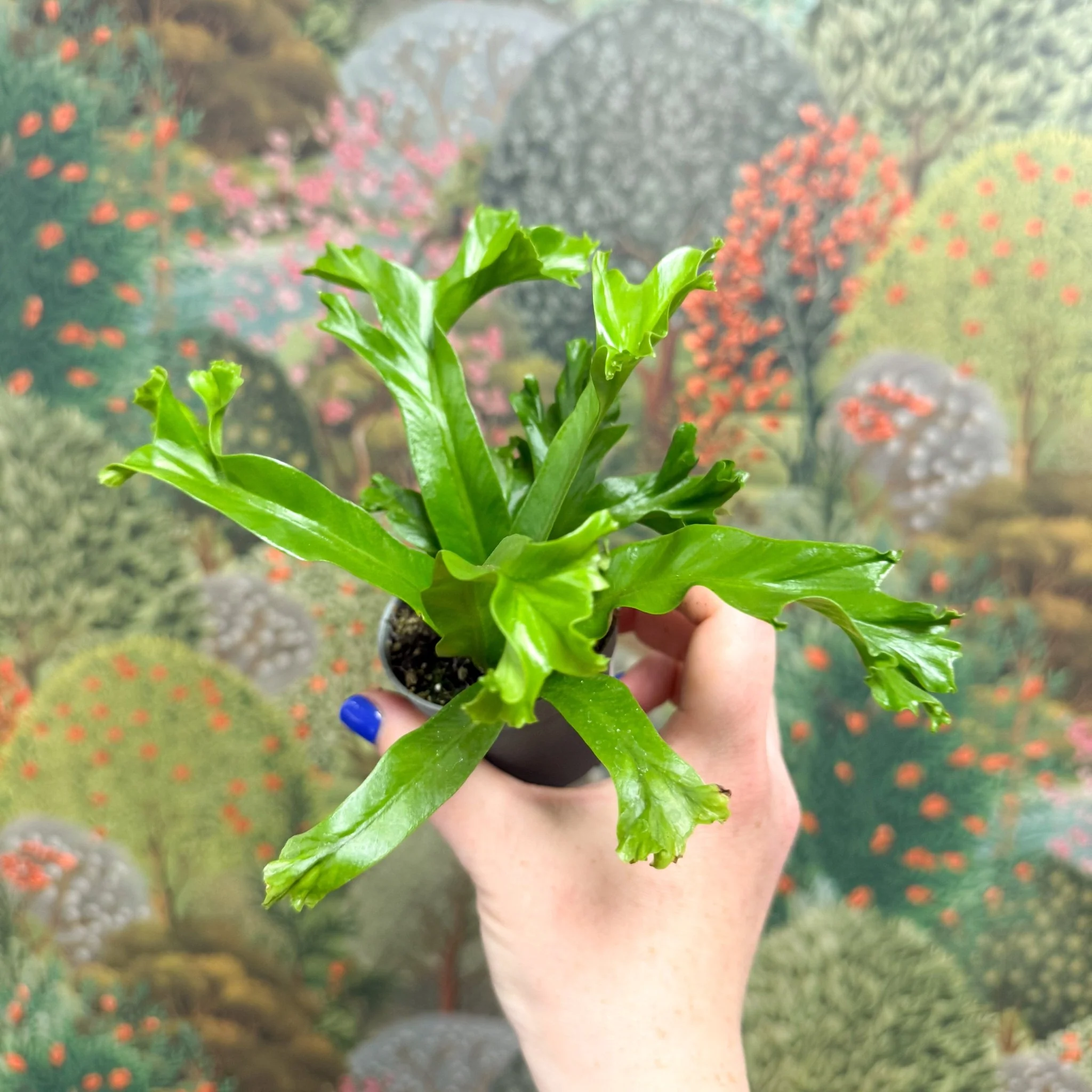 Asplenium antiquum 'Leslie' - Crested Bird's Nest Fern - Image 7