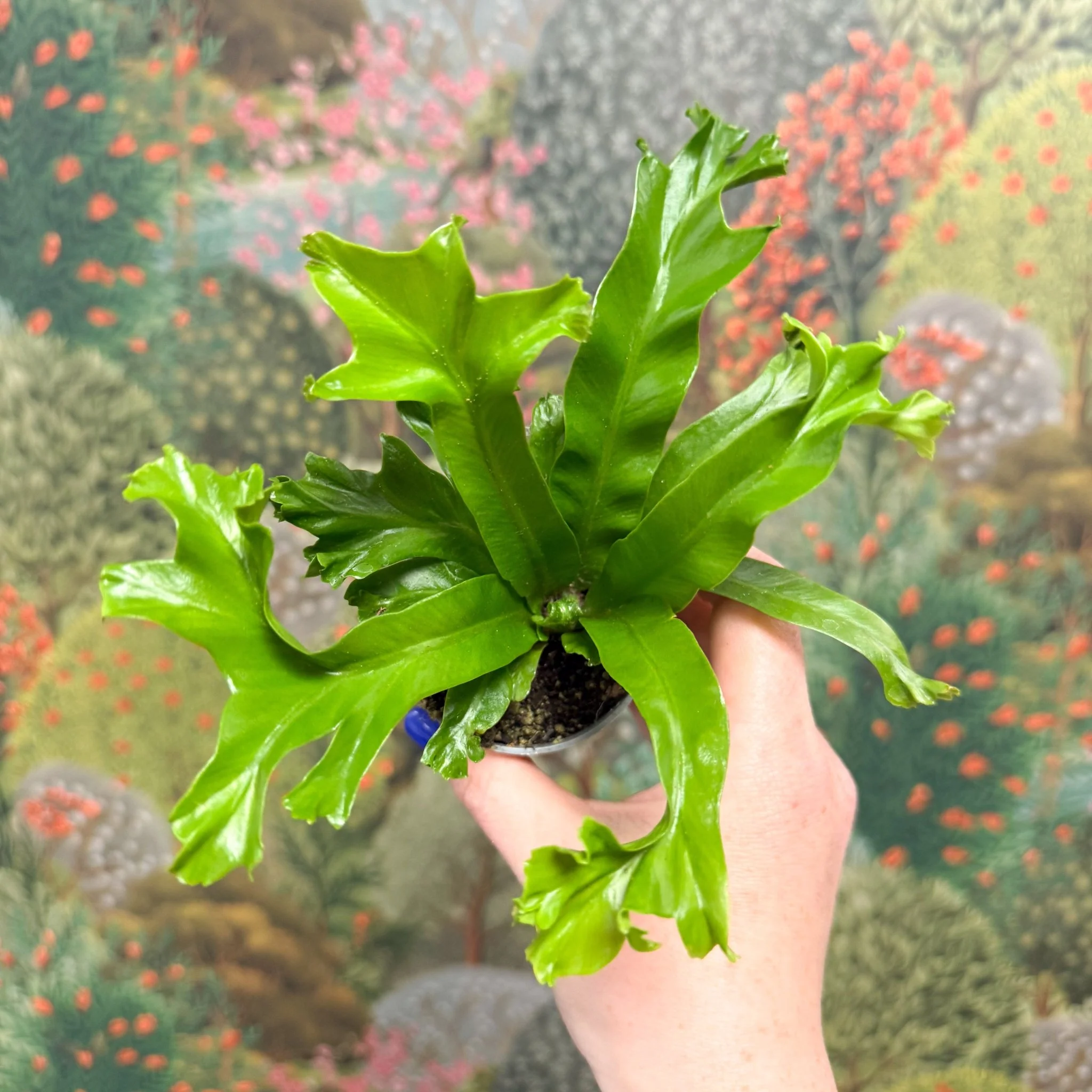 Asplenium antiquum 'Leslie' - Crested Bird's Nest Fern - Image 8