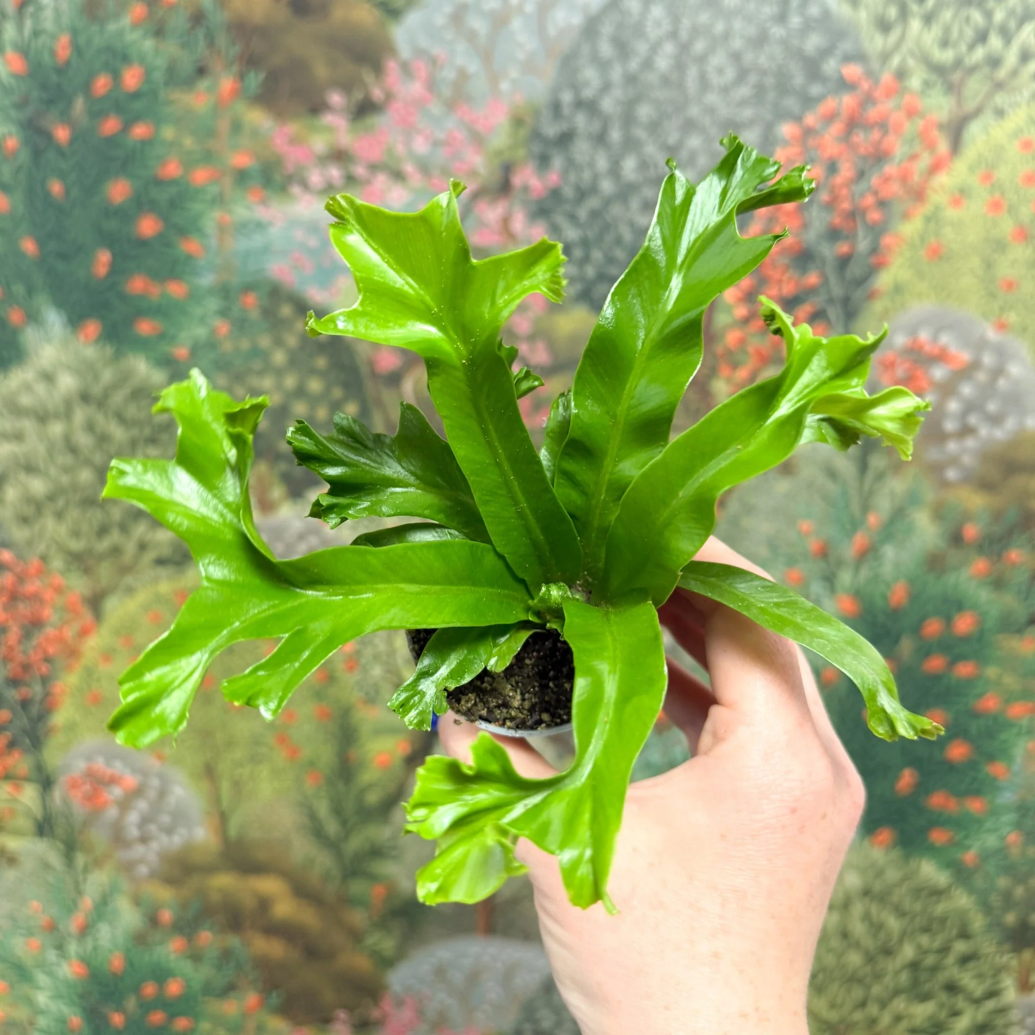 Asplenium antiquum 'Leslie' - Crested Bird's Nest Fern - Image 9