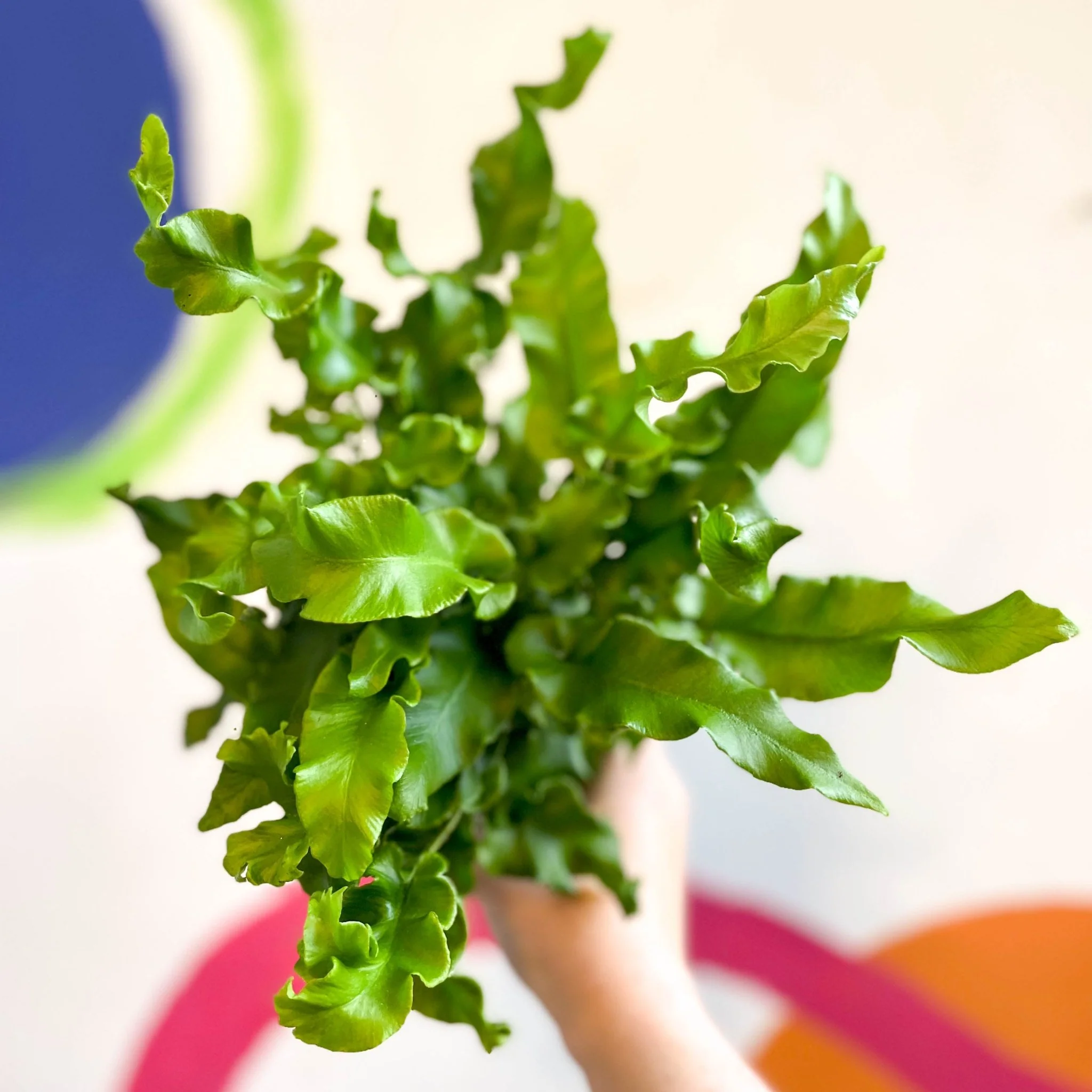 Asplenium scolopendrium - Hart's Tongue Fern [Hardy Evergreen] - Image 3