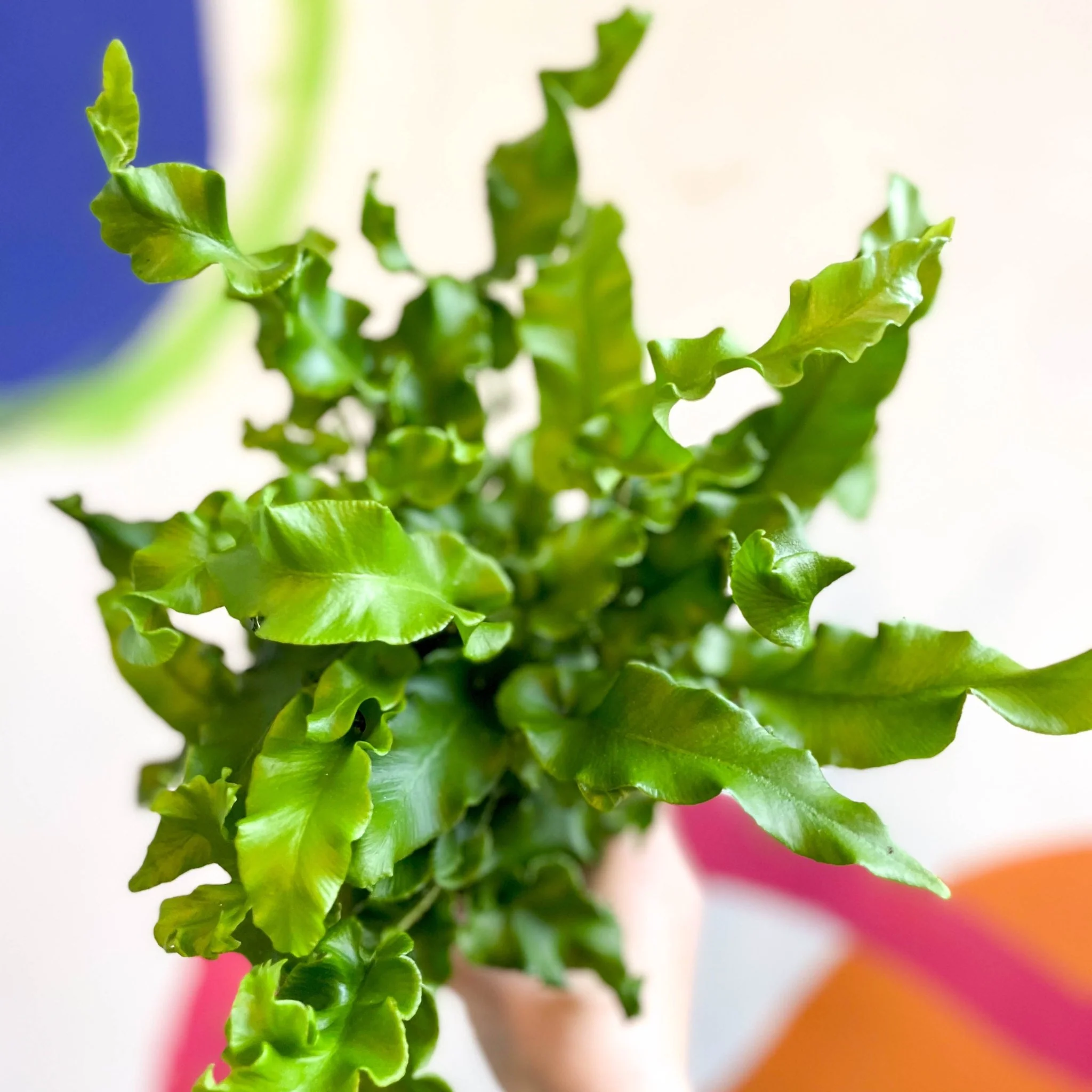 Asplenium scolopendrium - Hart's Tongue Fern [Hardy Evergreen] - Image 4