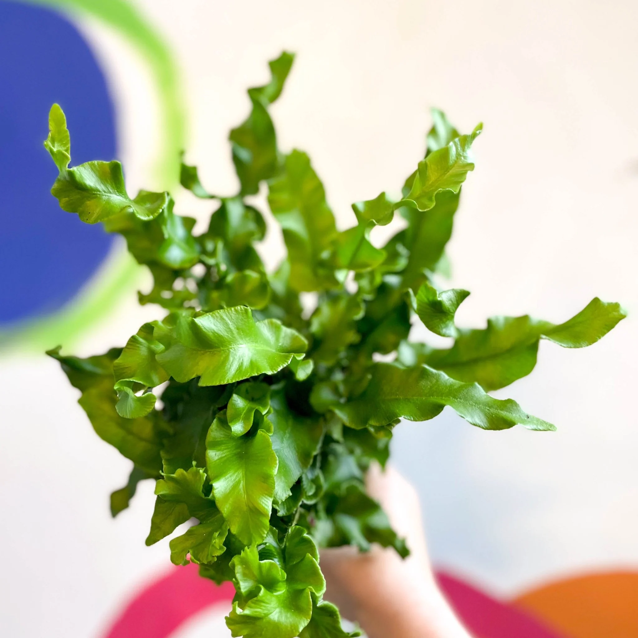 Asplenium scolopendrium - Hart's Tongue Fern [Hardy Evergreen] - Image 5