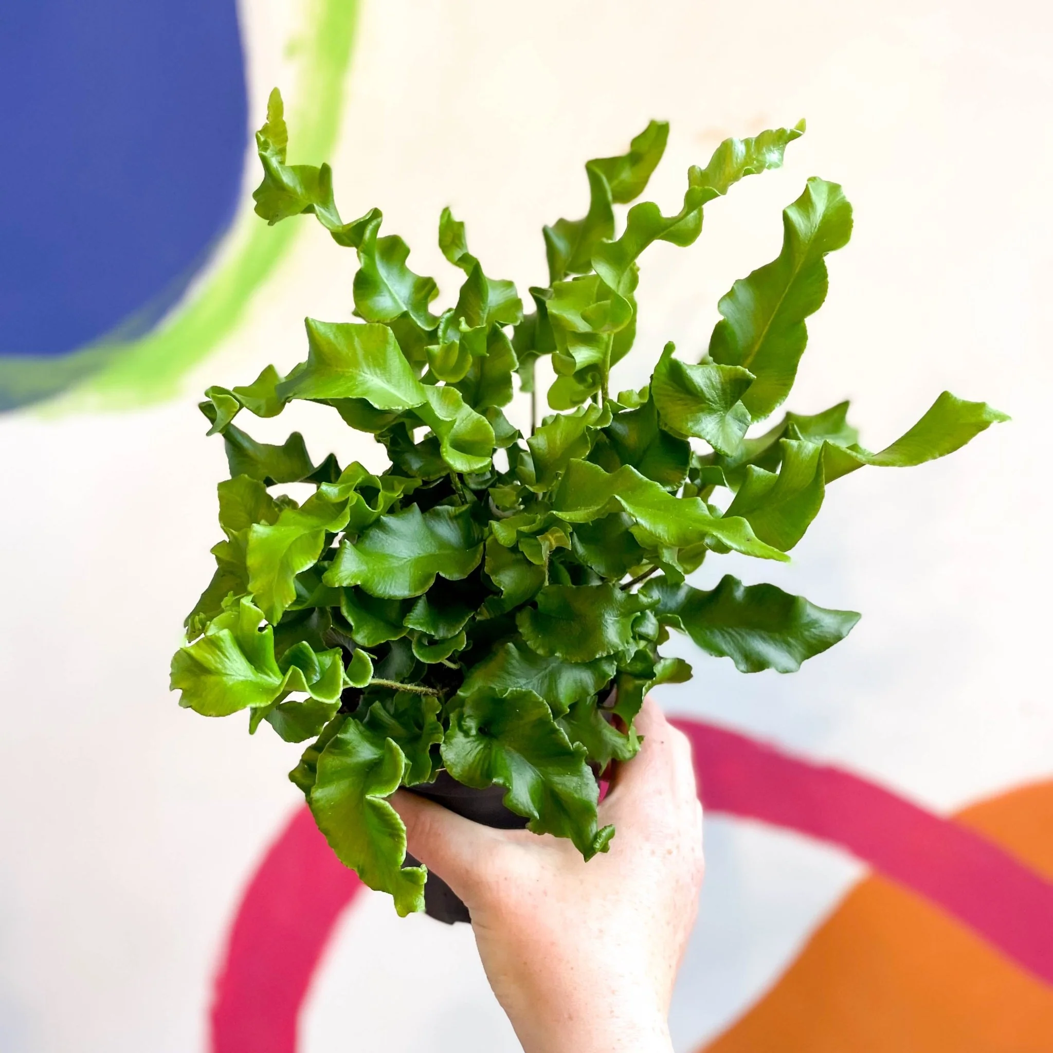 Asplenium scolopendrium - Hart's Tongue Fern [Hardy Evergreen] - Image 7