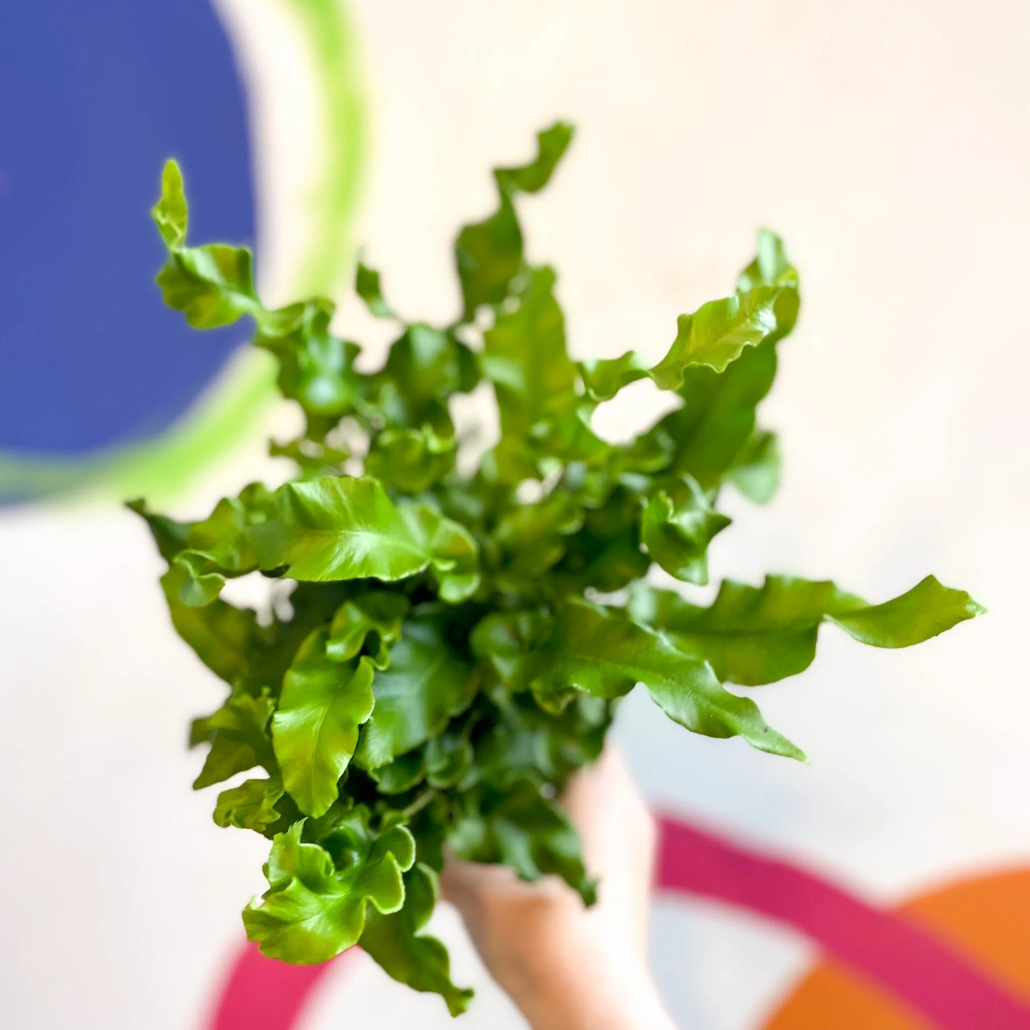 Asplenium scolopendrium - Hart's Tongue Fern [Hardy Evergreen] - Image 9