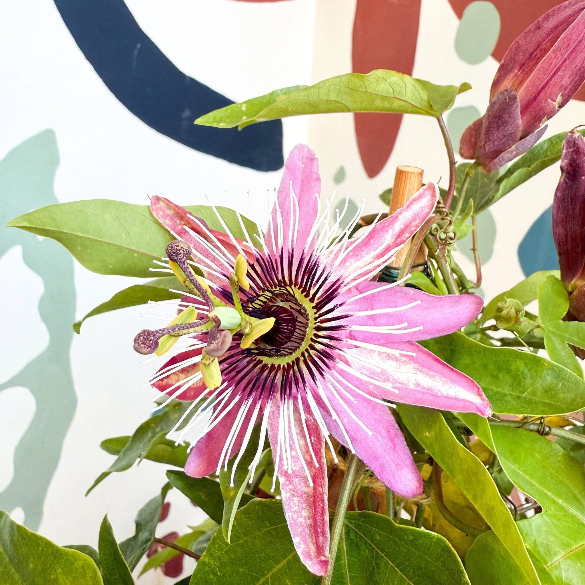 Passiflora × violacea ‘Victoria’ - Pink Passionflower