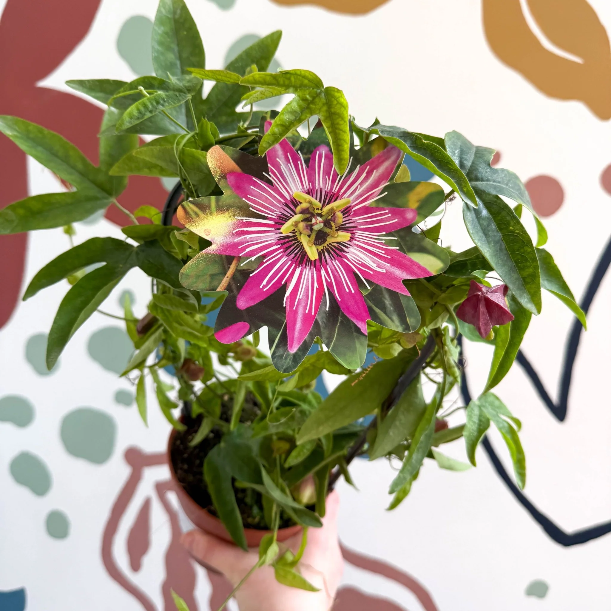 Passiflora × violacea ‘Victoria’ - Pink Passionflower - Image 11