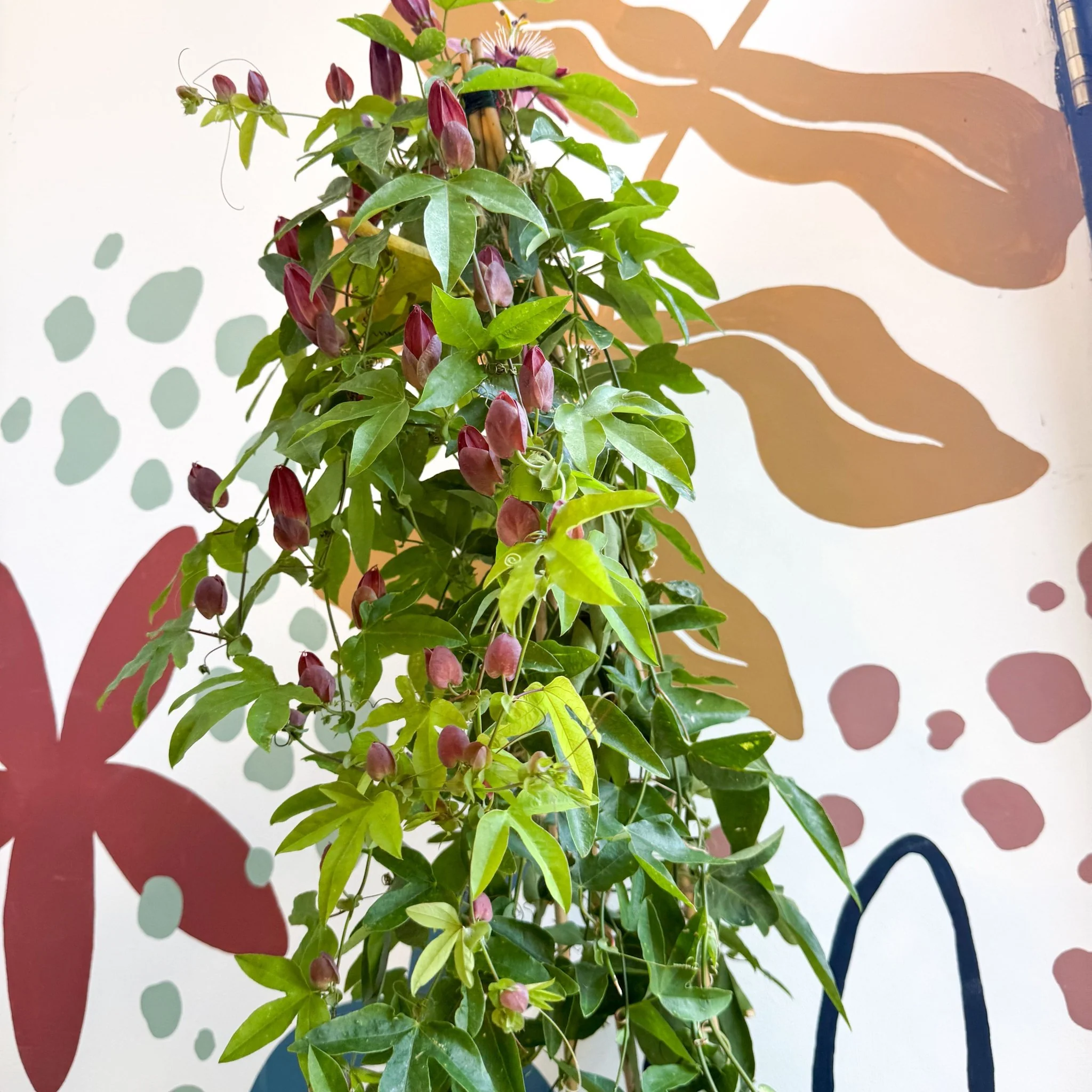Passiflora × violacea ‘Victoria’ - Pink Passionflower - Image 12