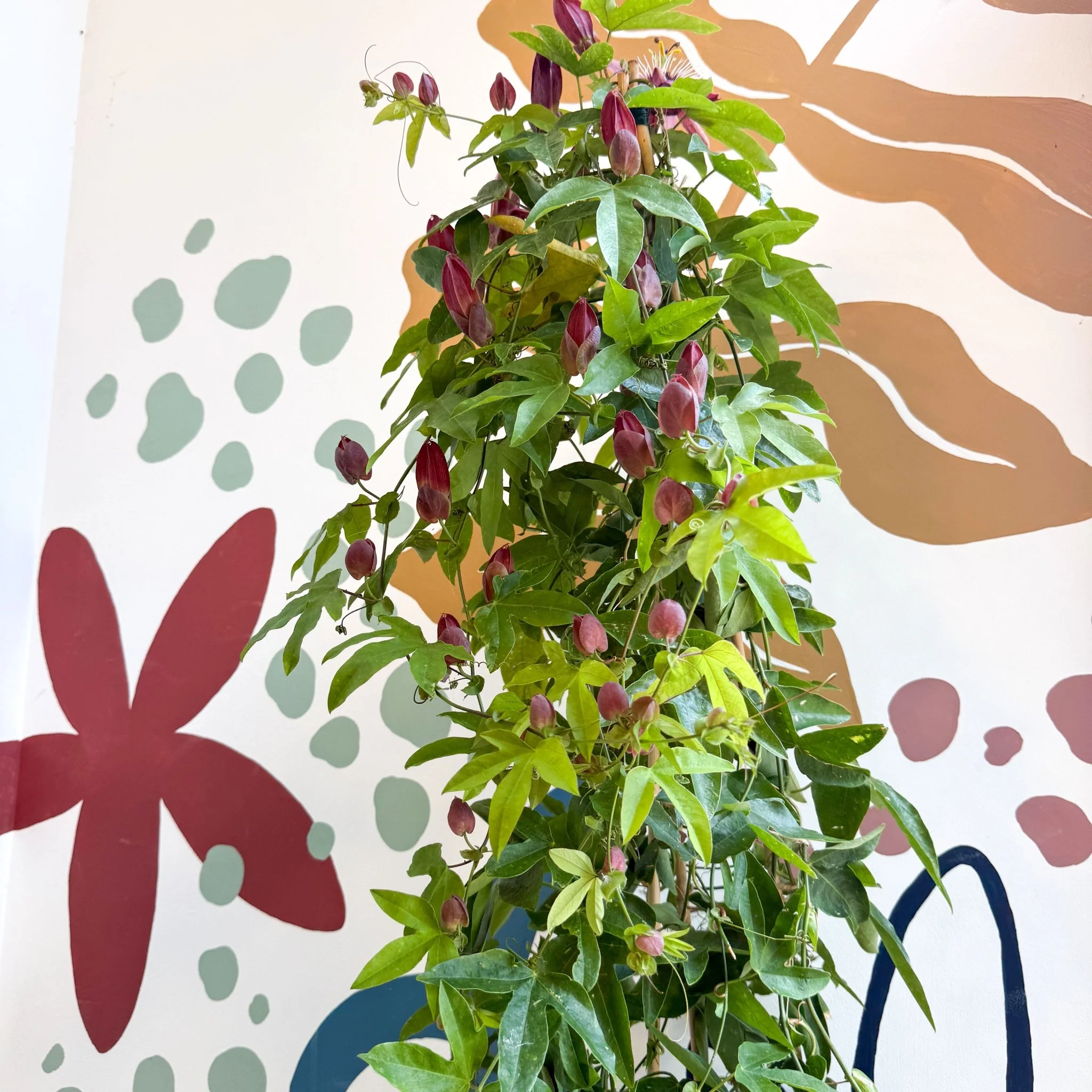 Passiflora × violacea ‘Victoria’ - Pink Passionflower - Image 13