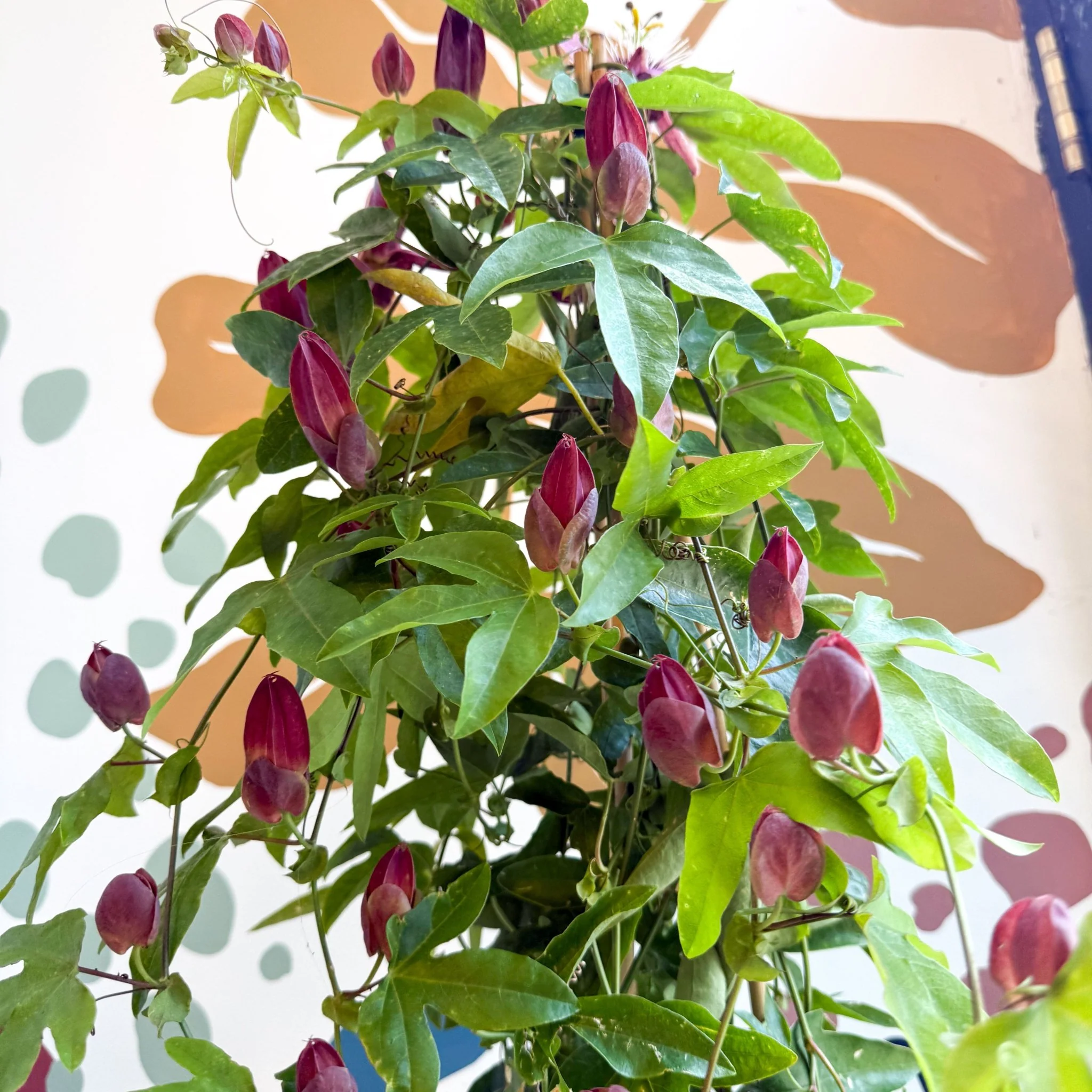 Passiflora × violacea ‘Victoria’ - Pink Passionflower - Image 14