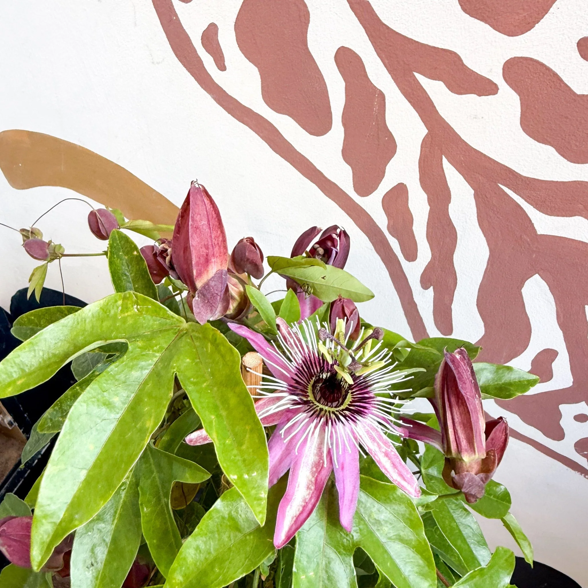 Passiflora × violacea ‘Victoria’ - Pink Passionflower - Image 15
