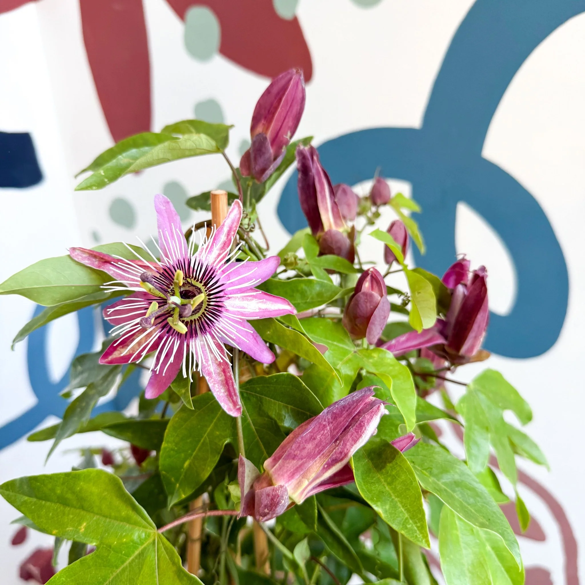 Passiflora × violacea ‘Victoria’ - Pink Passionflower - Image 16