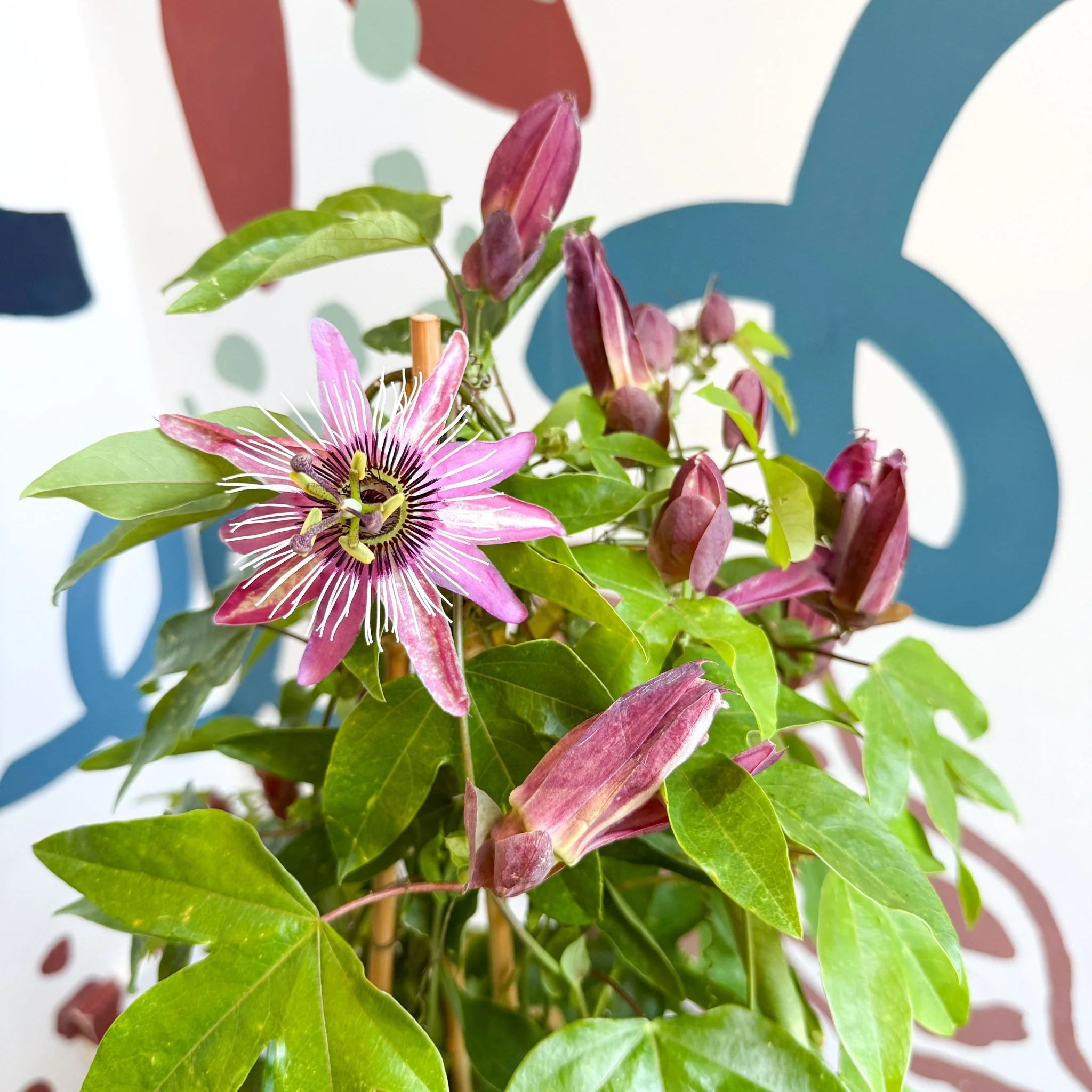 Passiflora × violacea ‘Victoria’ - Pink Passionflower - Image 17