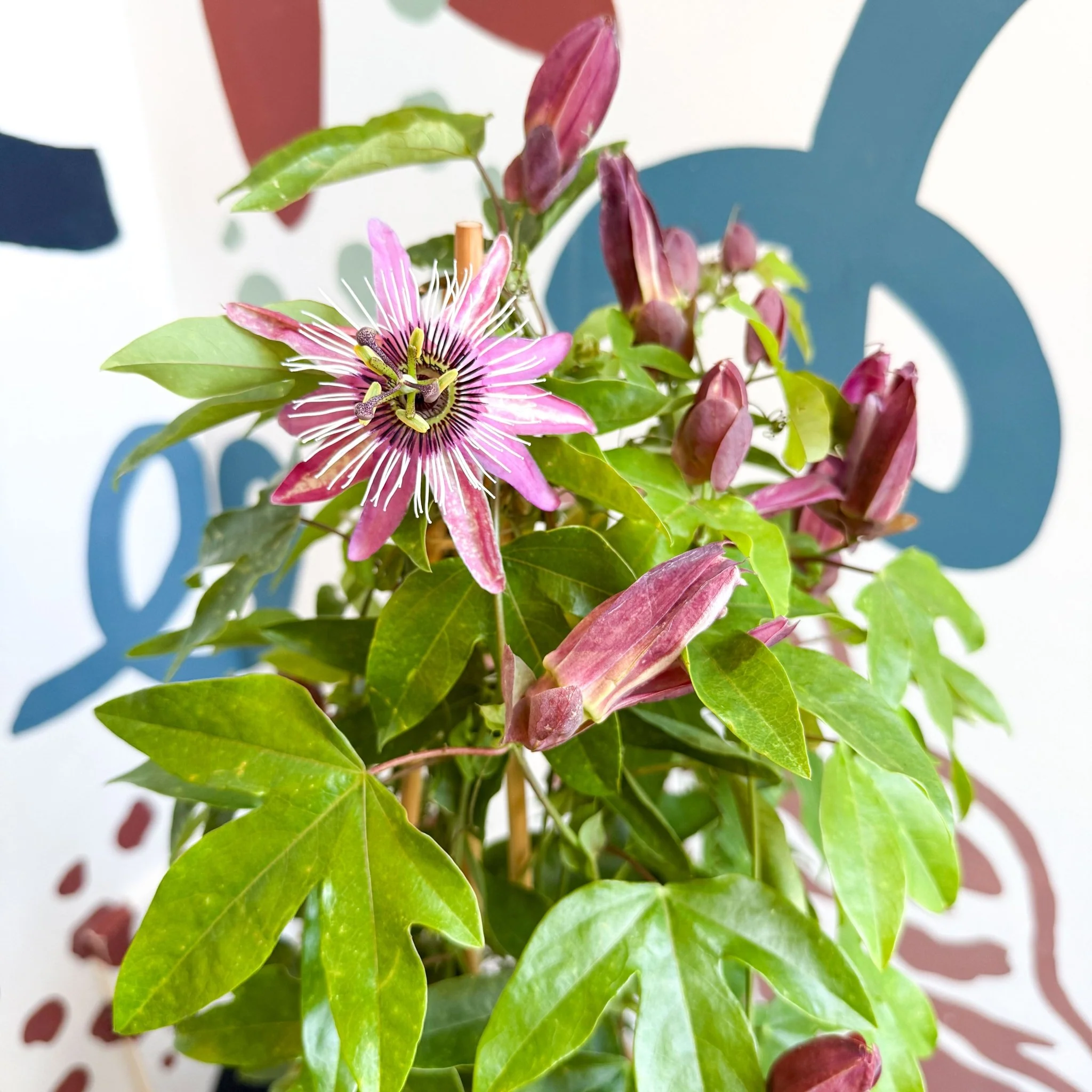 Passiflora × violacea ‘Victoria’ - Pink Passionflower - Image 18