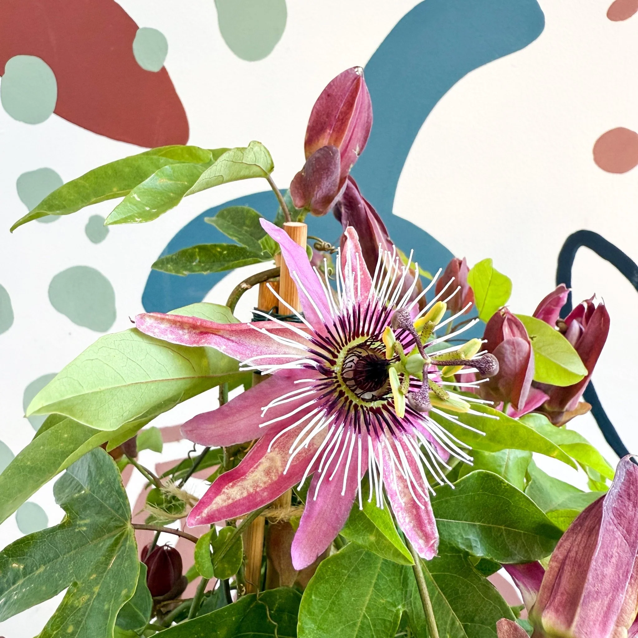 Passiflora × violacea ‘Victoria’ - Pink Passionflower - Image 19